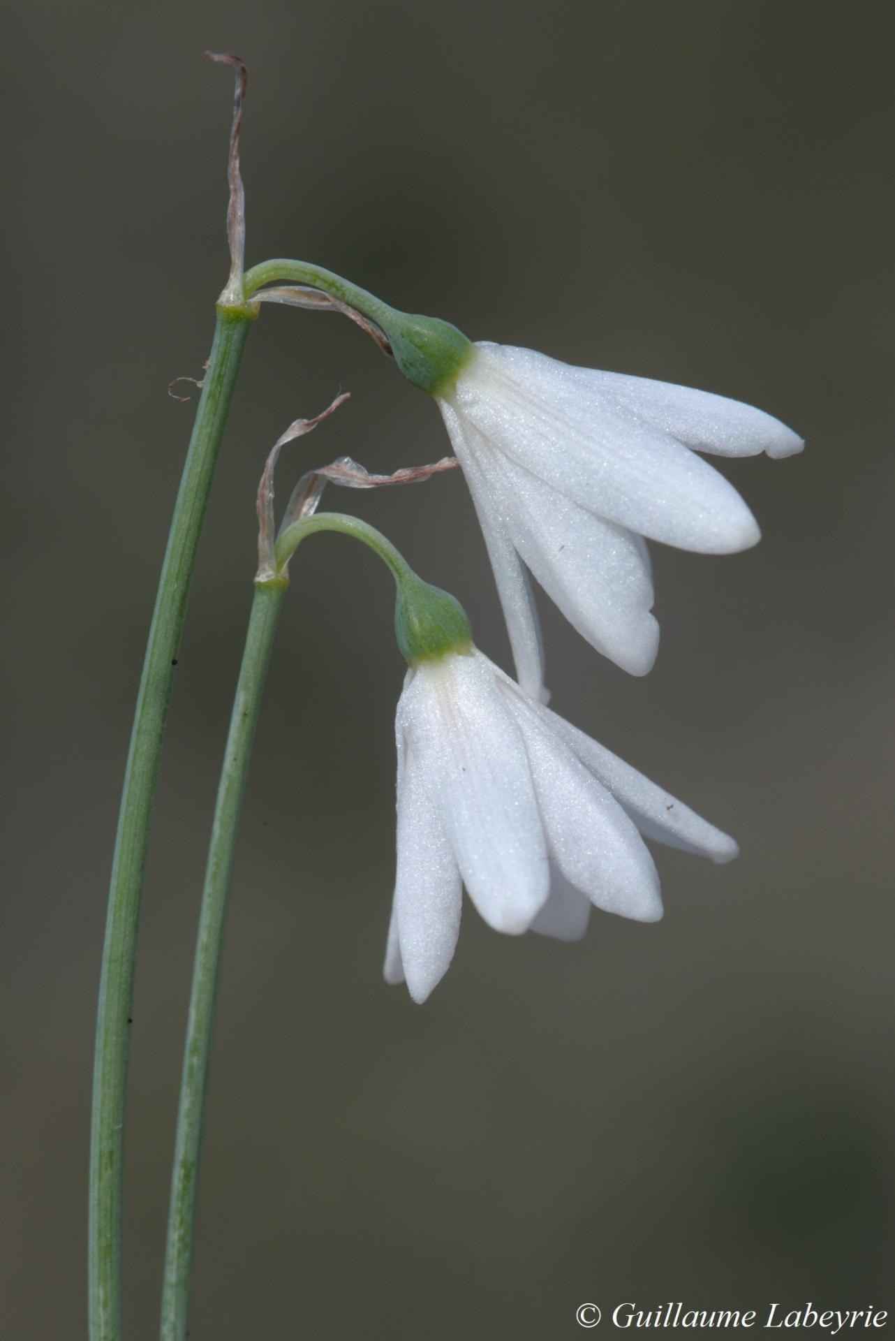 Acis longifolia