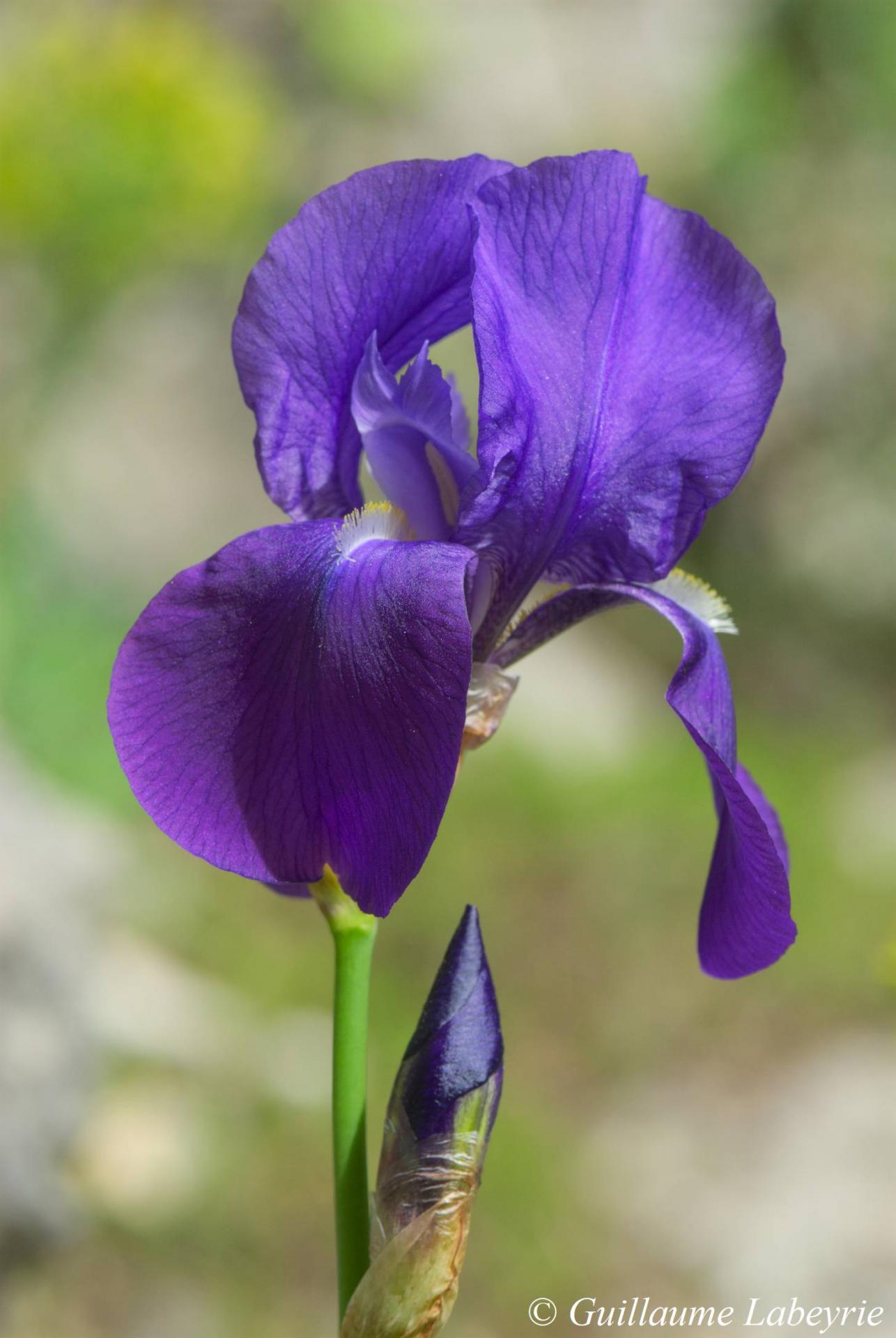 Iris illyricum