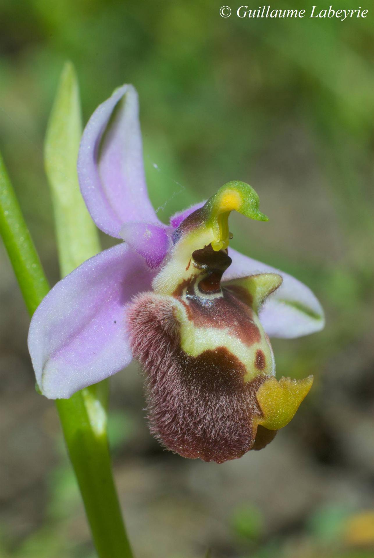 Ophrys candica