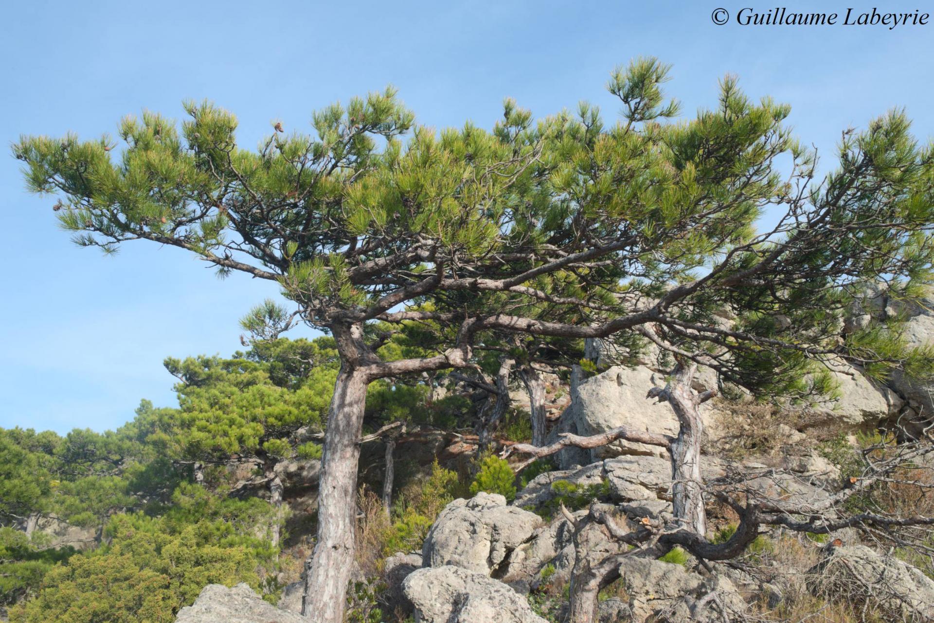 Pinus salzmannii