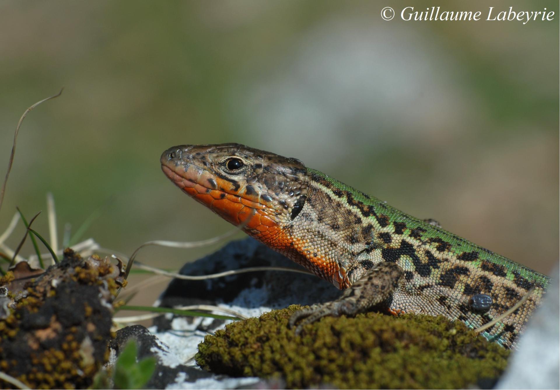 rencontre vert lezard