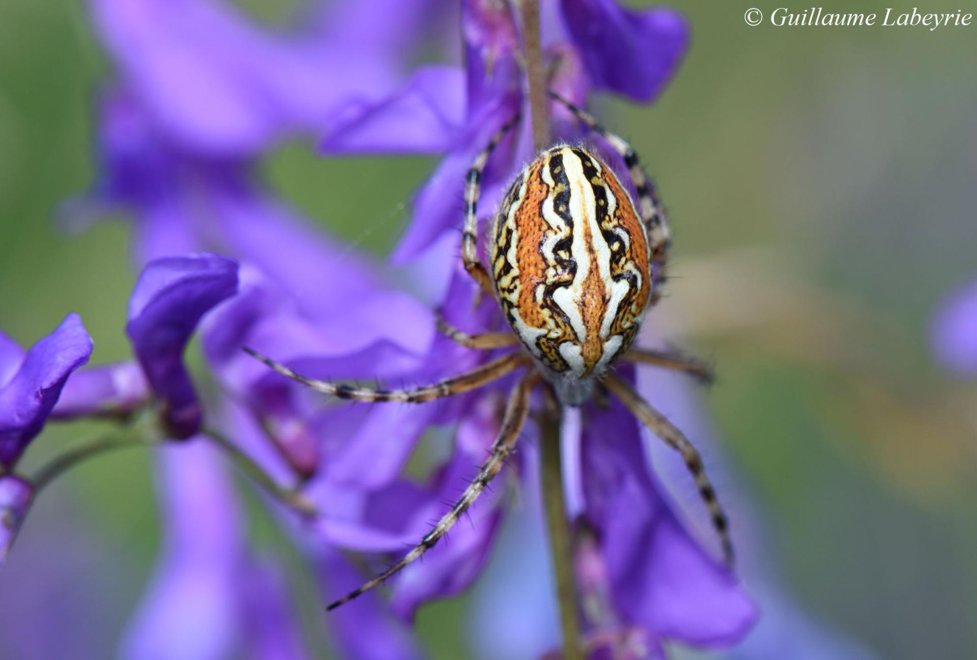 Aculepeira armida