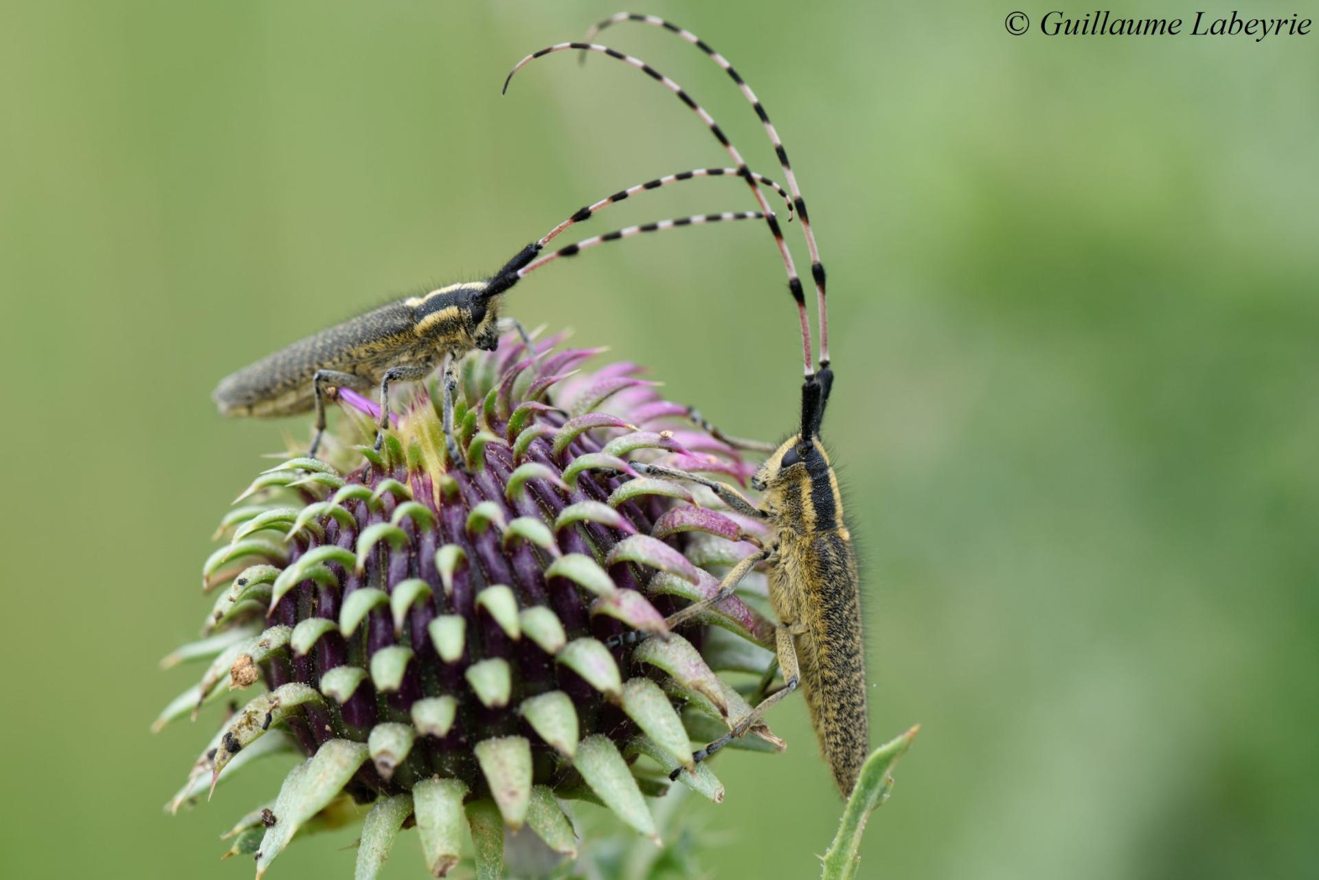 Agapanthia dahli