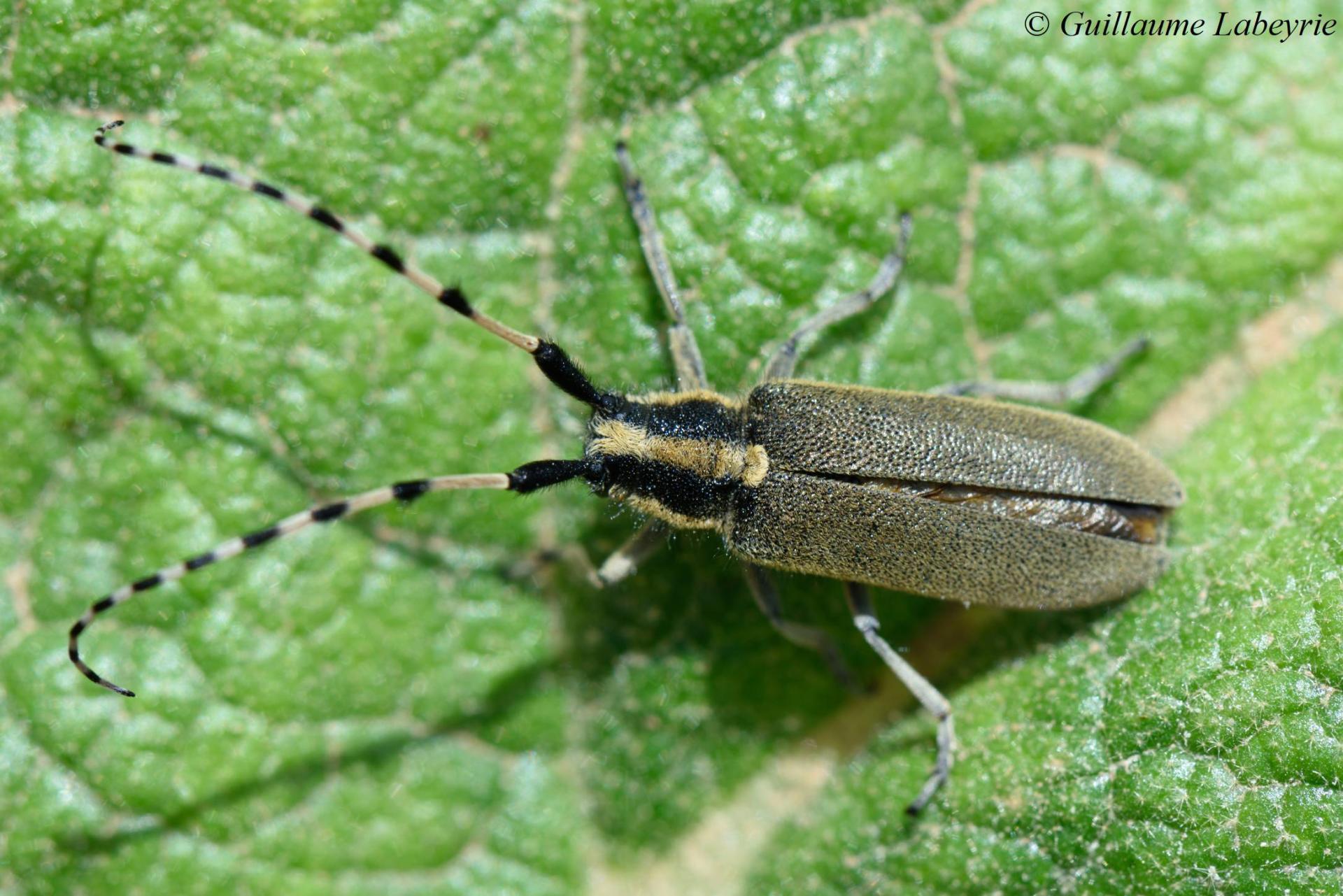 Agapanthia kirbyi