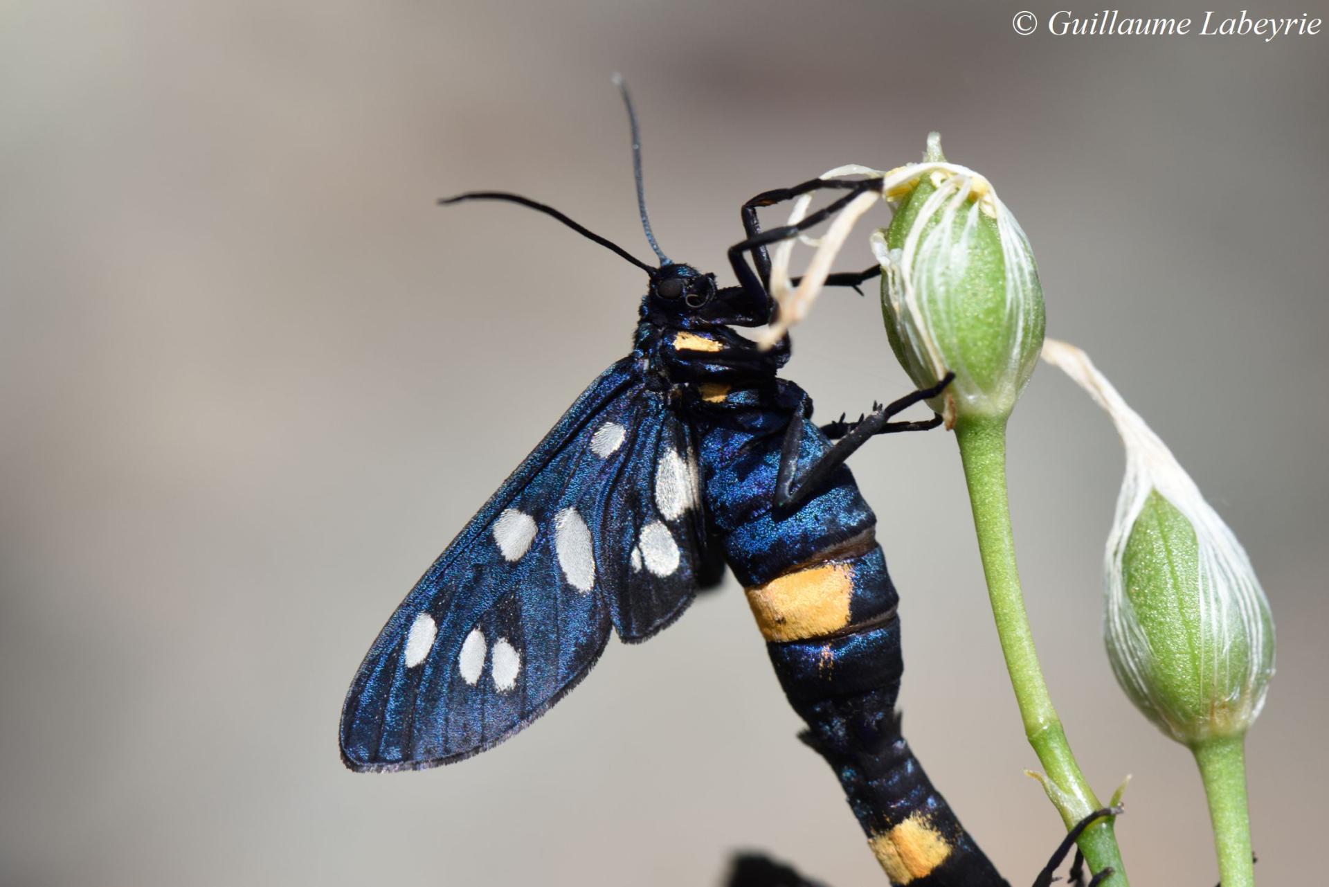 Amata phegea