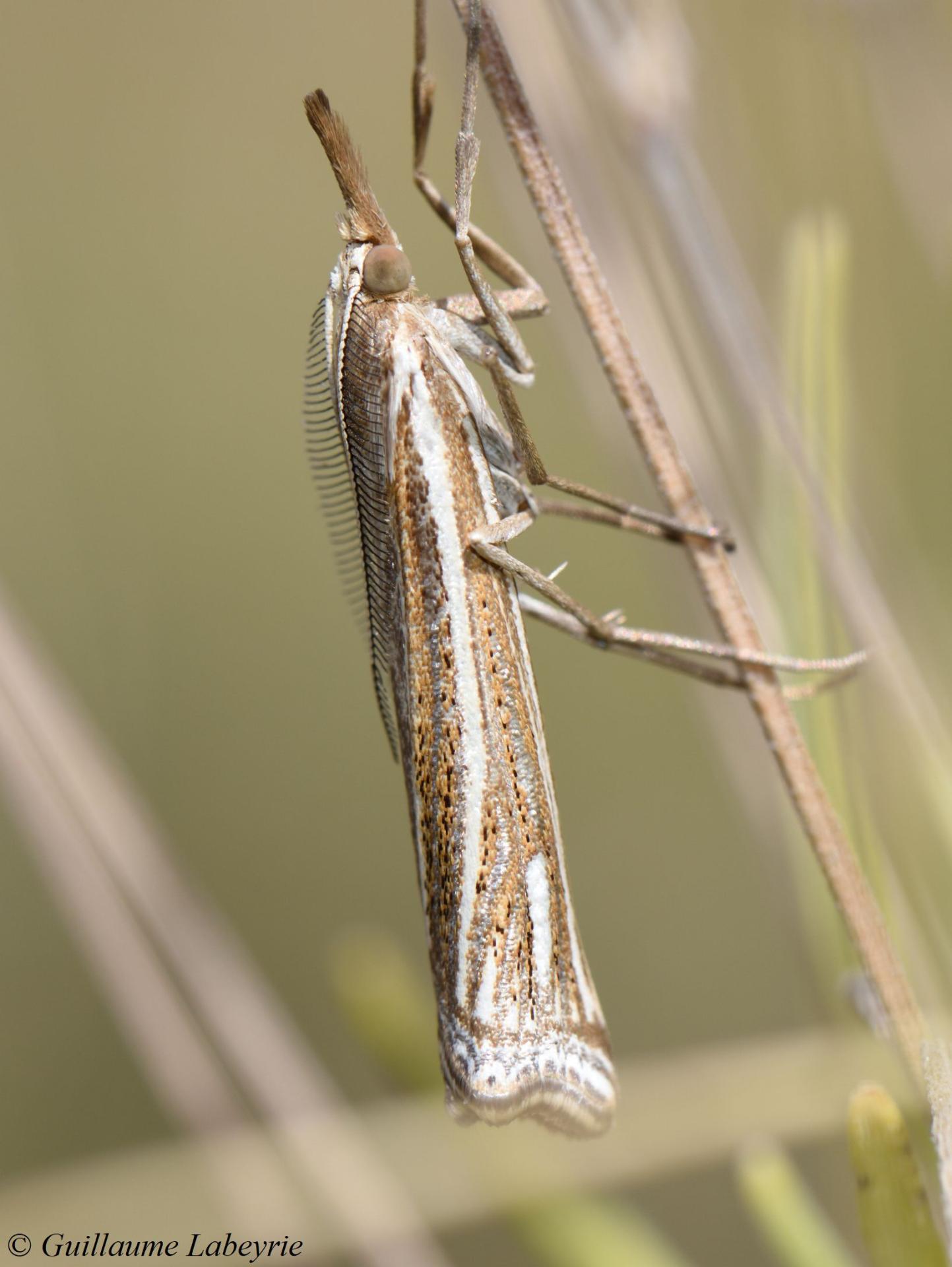 Ancylolomia palpella