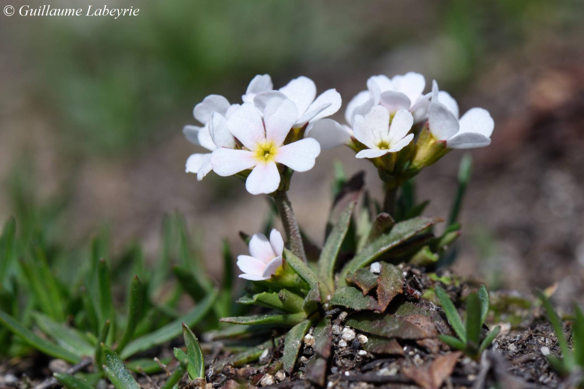 Androsace adfinis