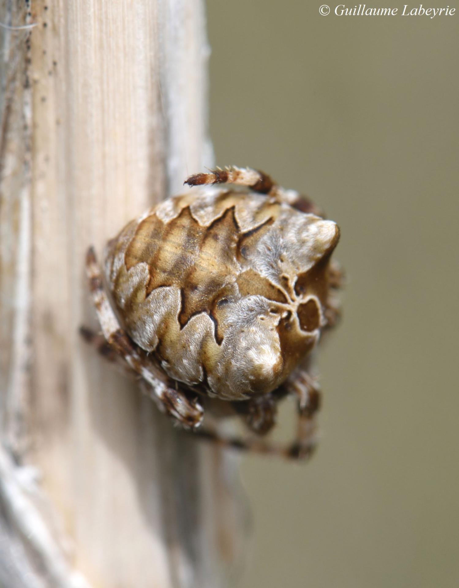 Araneus grossum