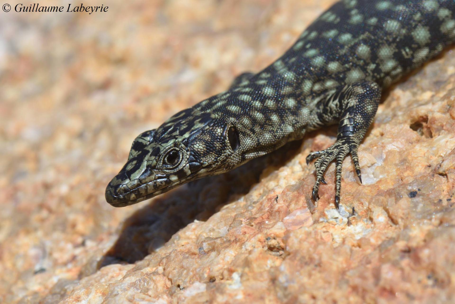 Archaeolacerta bedriagae