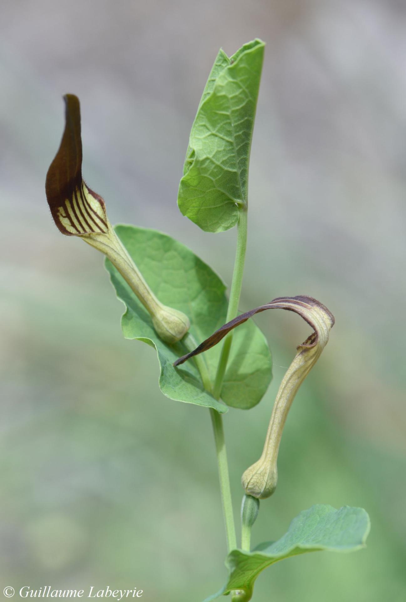 Aristolochia rotunda