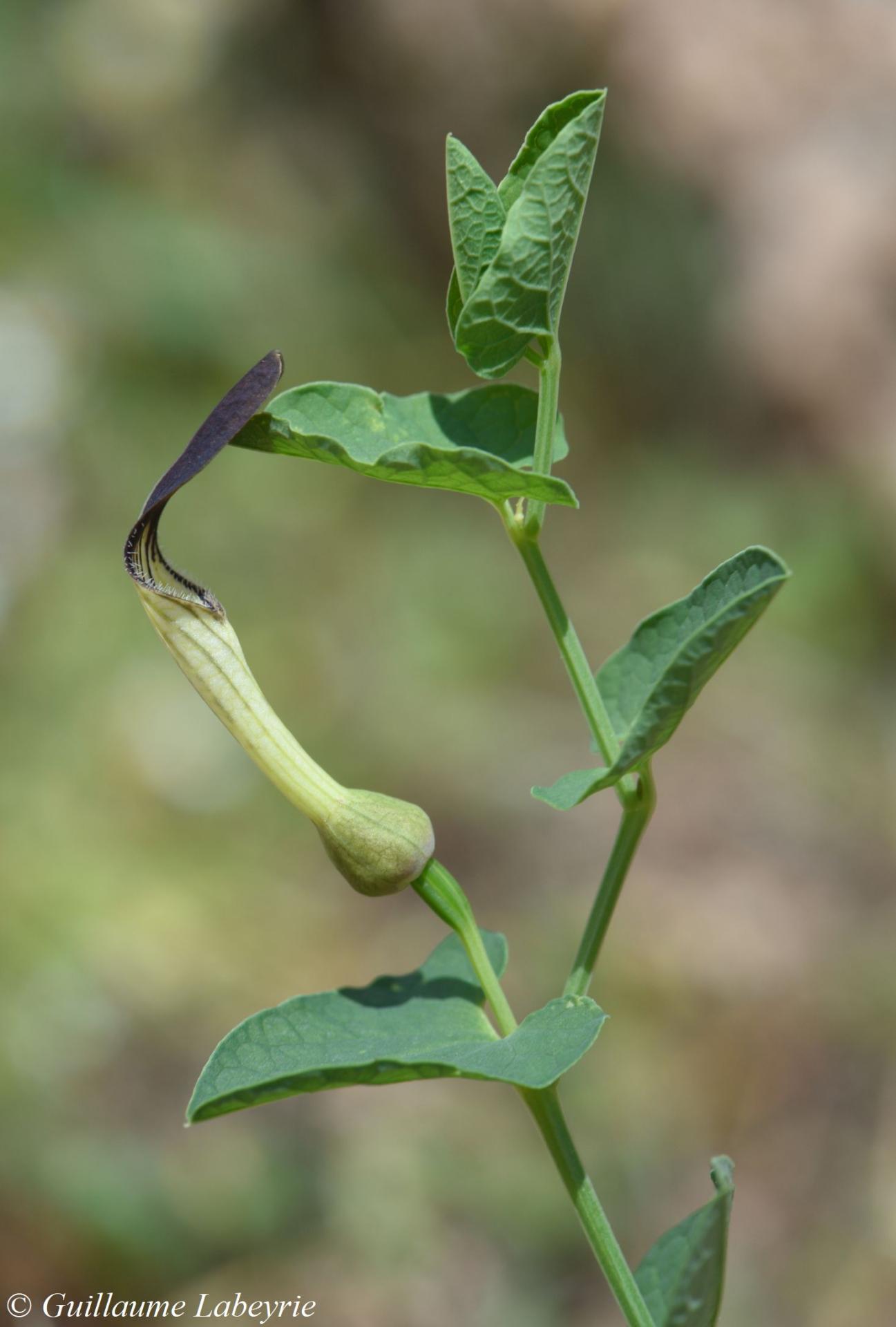 Aristolochia sp