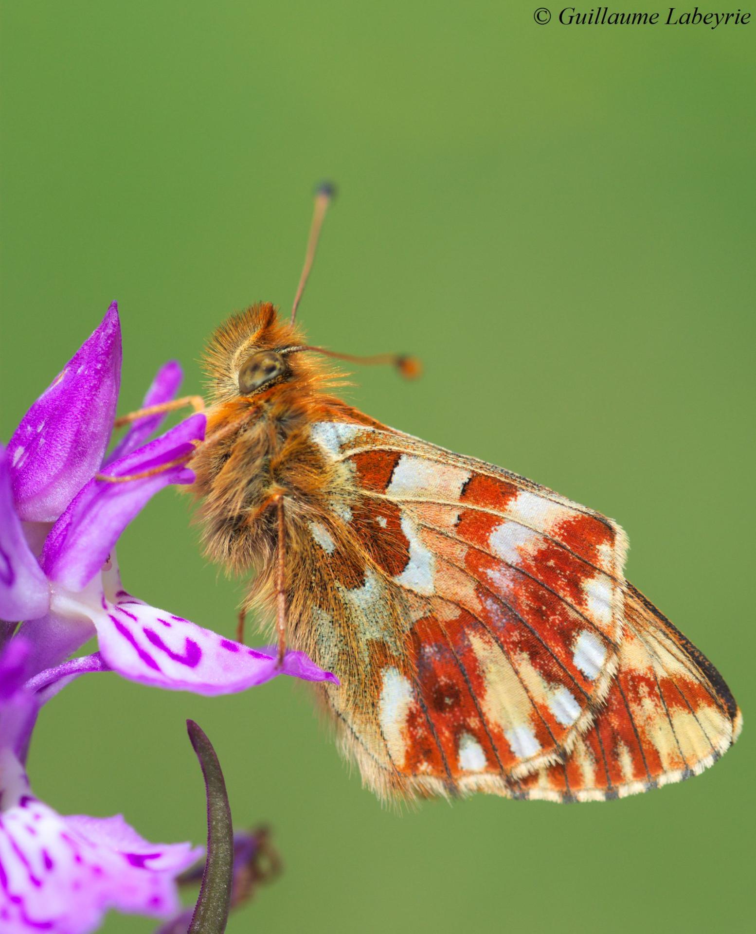 Boloria pales pyrenesmiscens