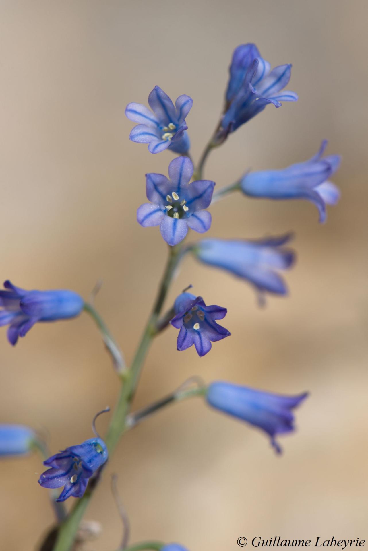 Brimeura amethystina