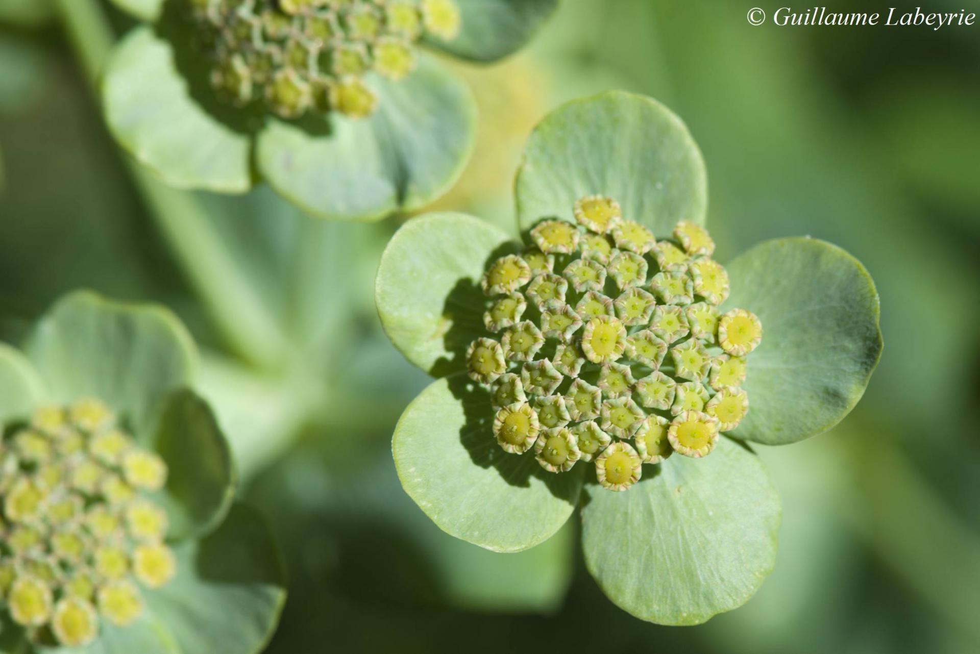 Bupleurum angulosum