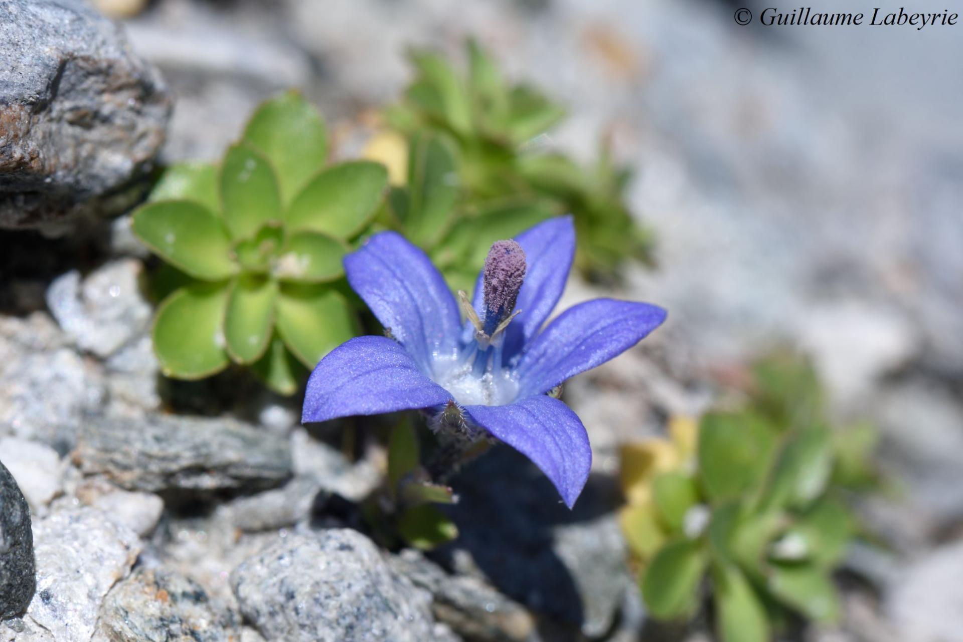 Campanula cenisia