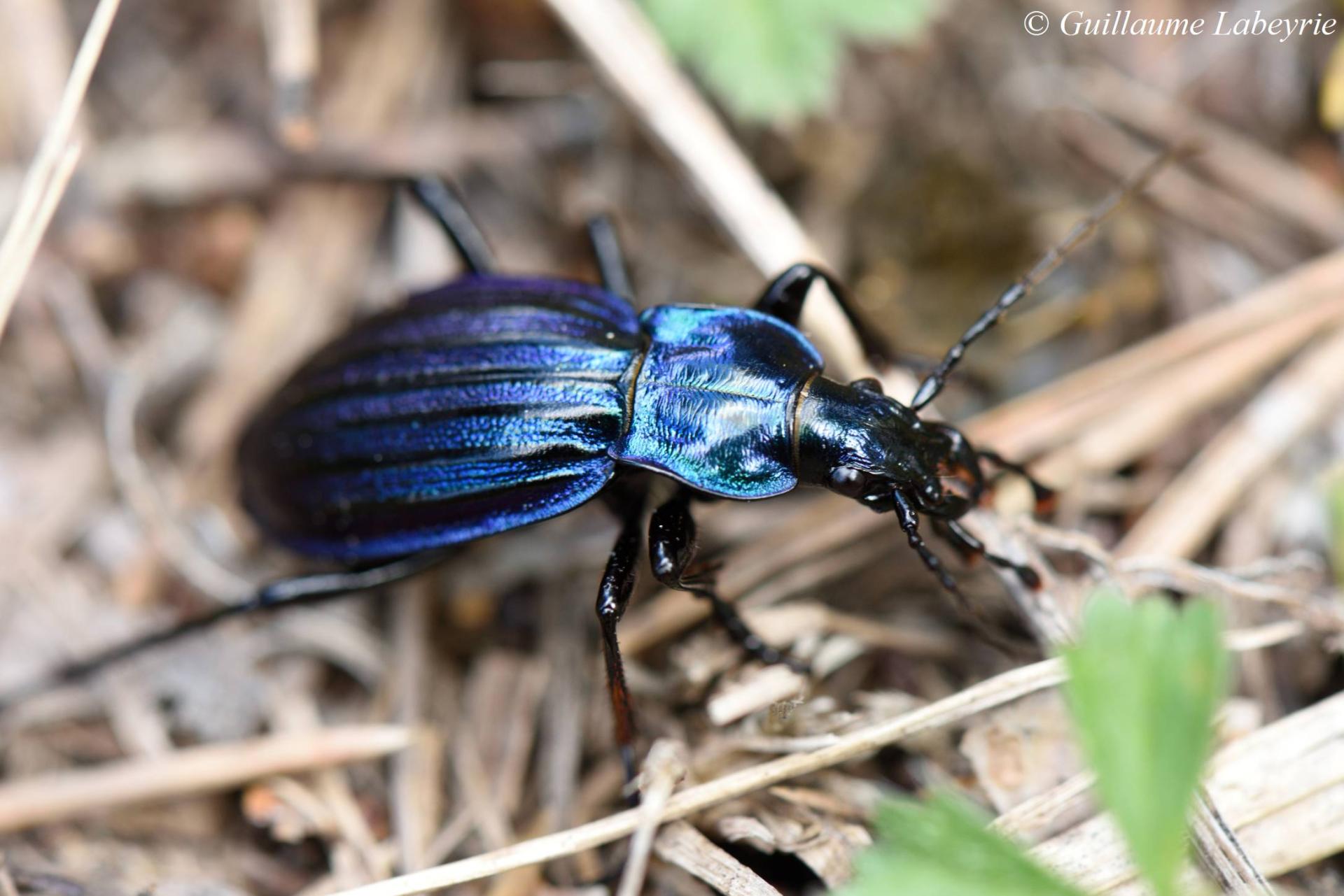 Carabus solieri bonnetianus