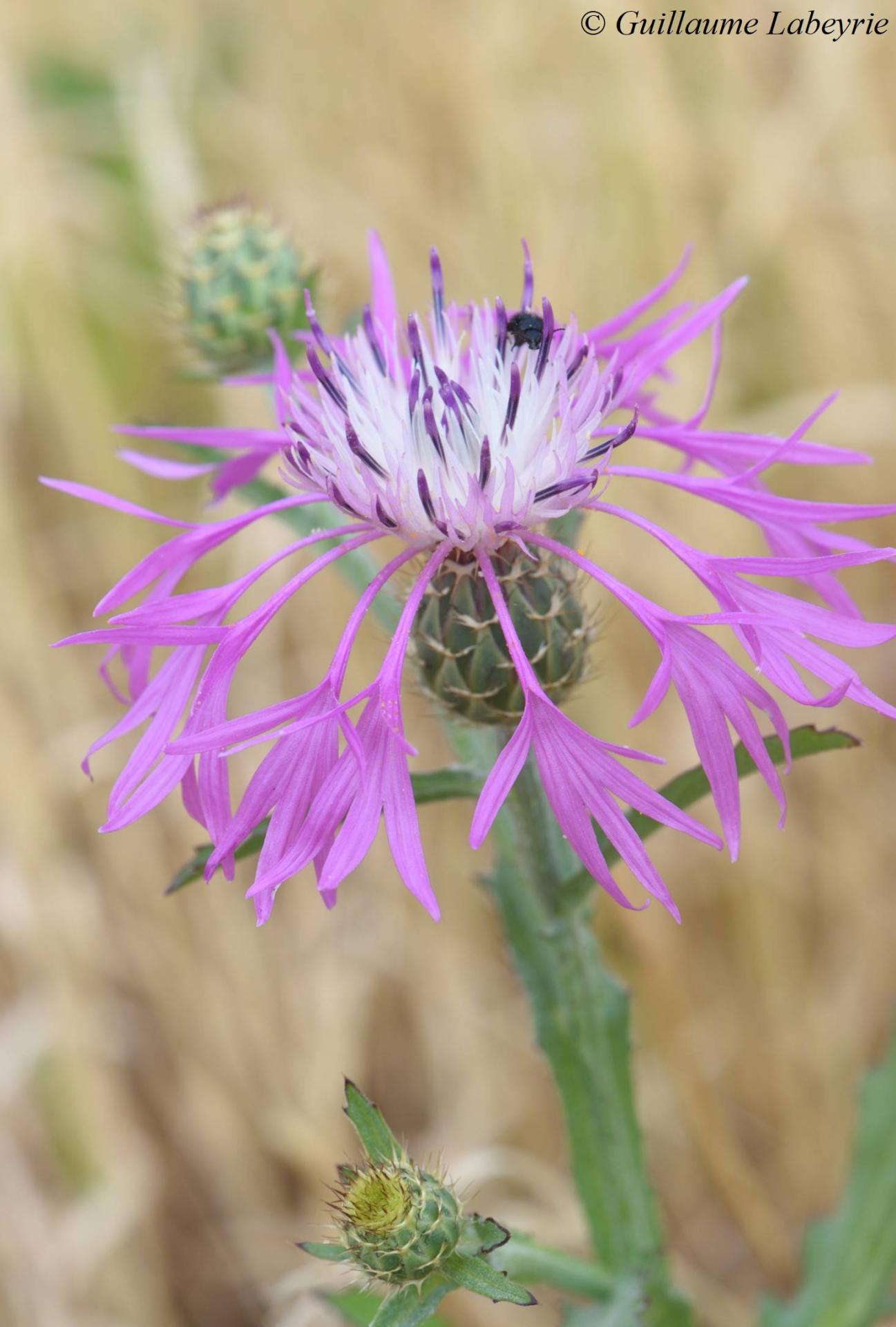 Centaurea napifolia