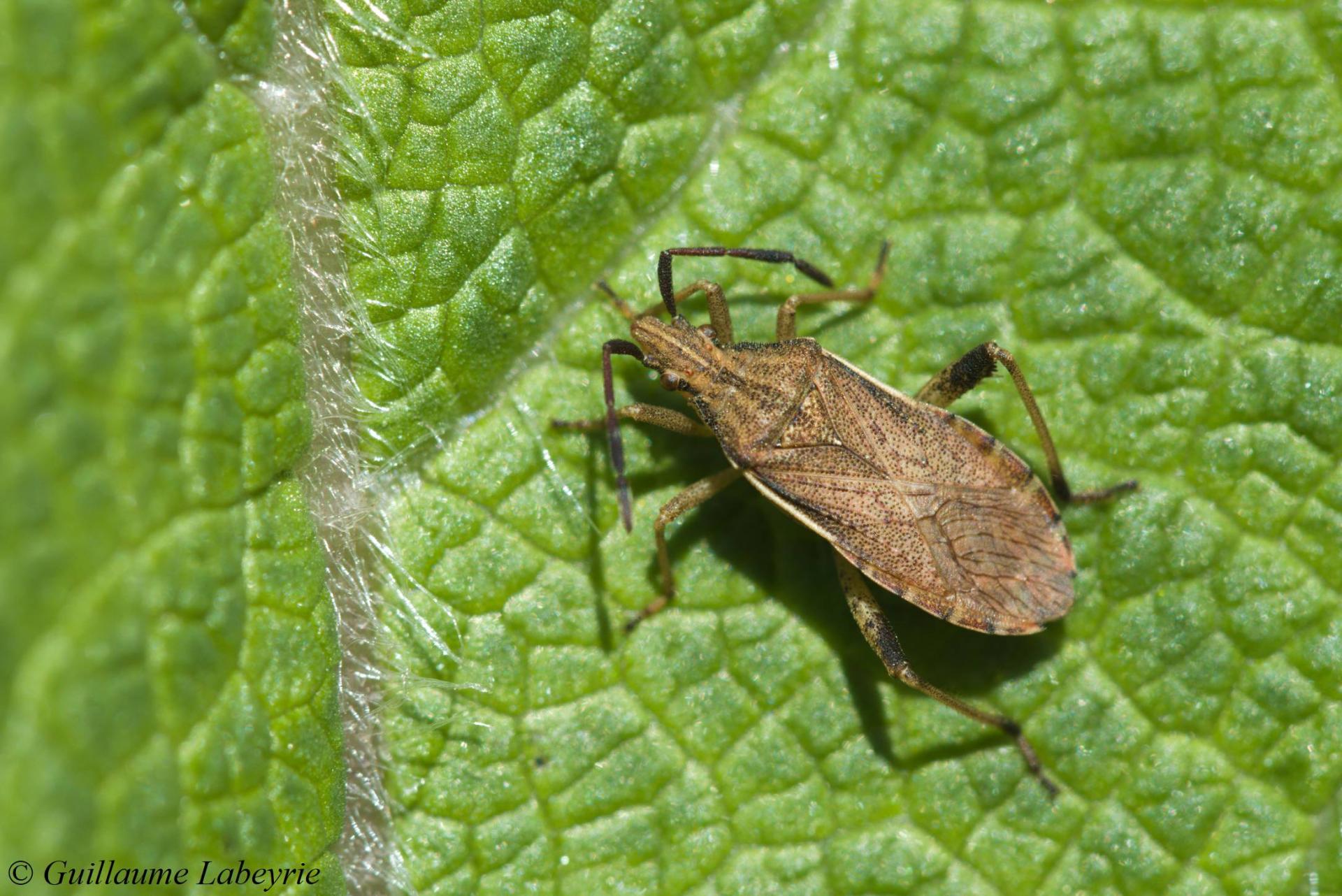 Ceraleptus lividus