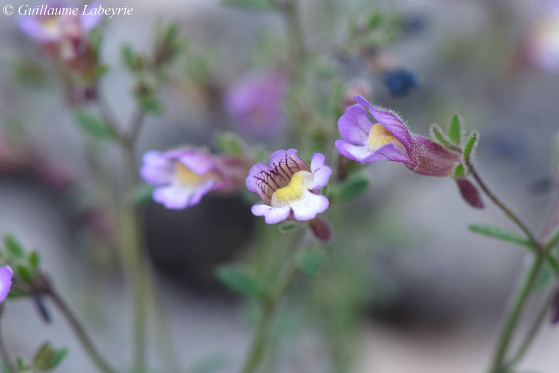 Chaenorrhinum origanifolium