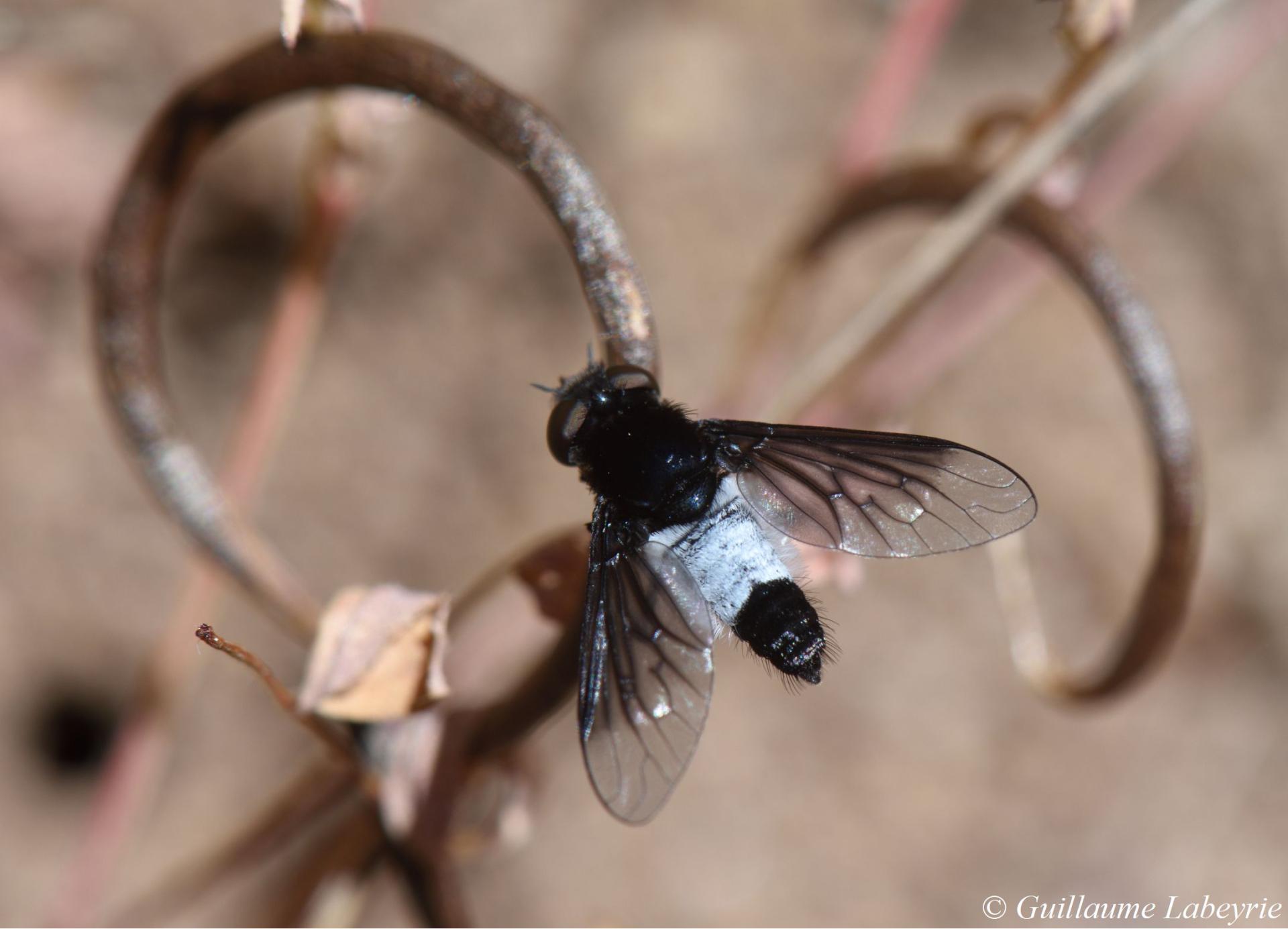 Chalcochiton holosericea