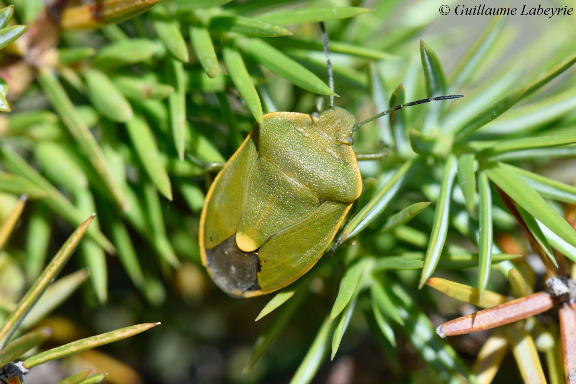 Chlorochroa juniperina