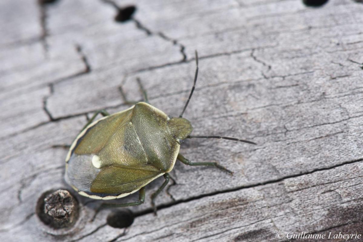 Chlorochroa pinicola