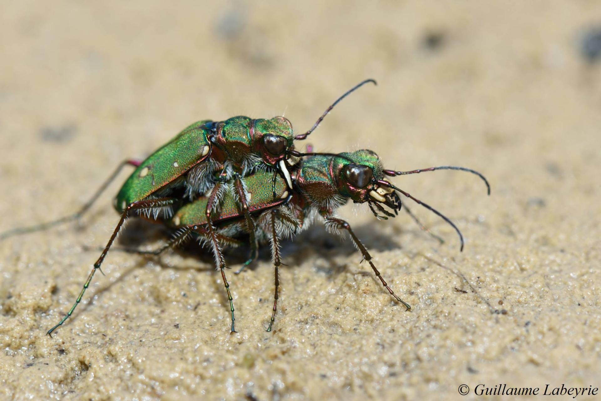 Cicindela campestris