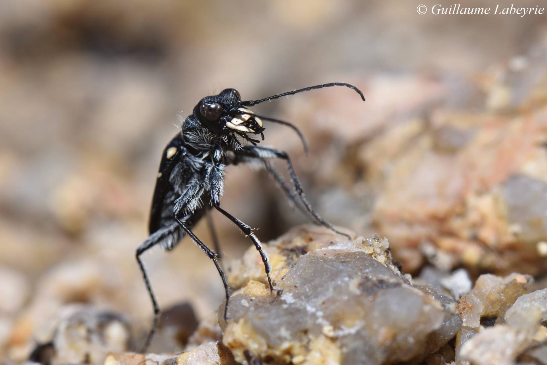 Cicindela campestris nigrita