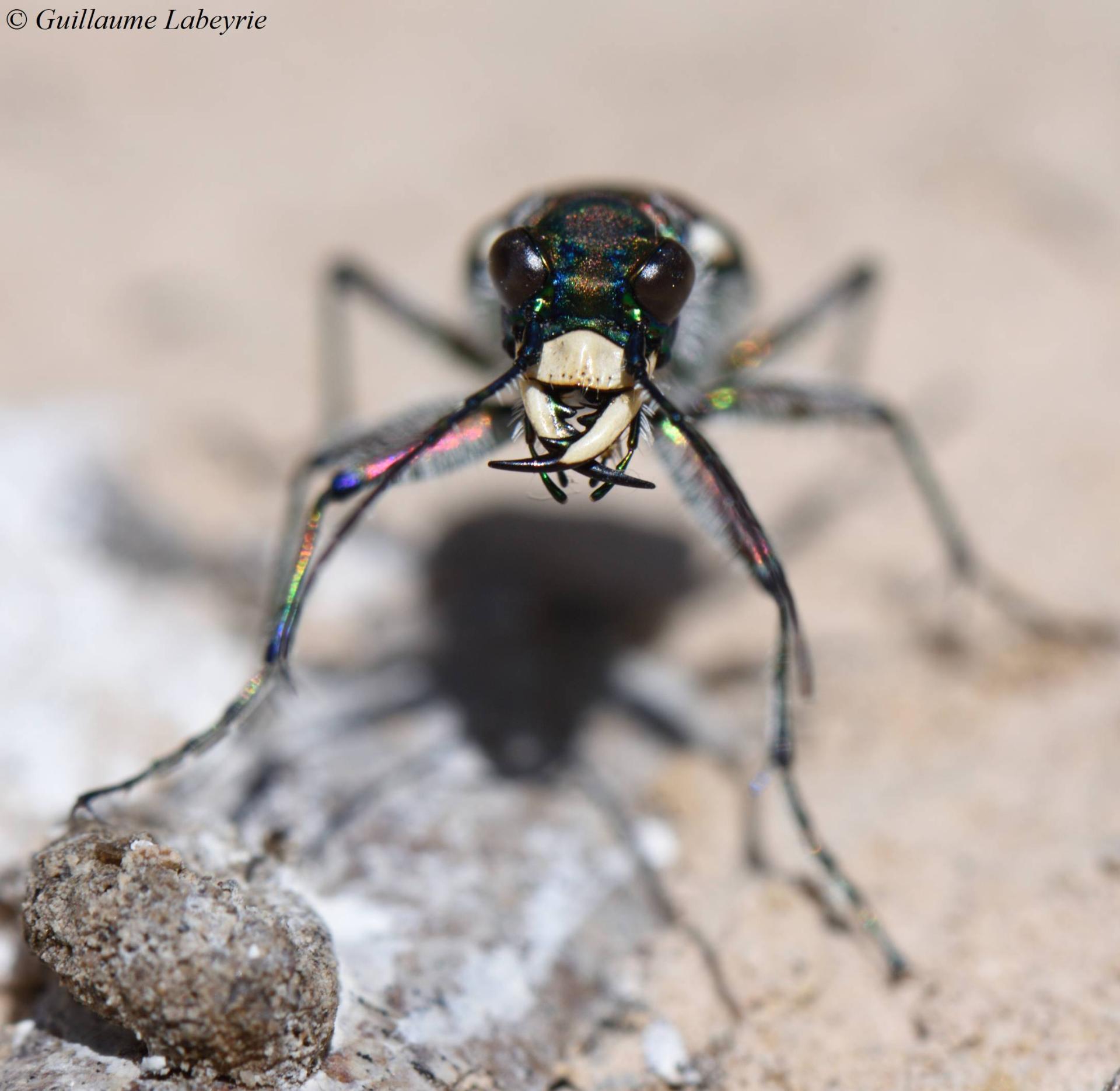 Cicindela hybrida transversalis