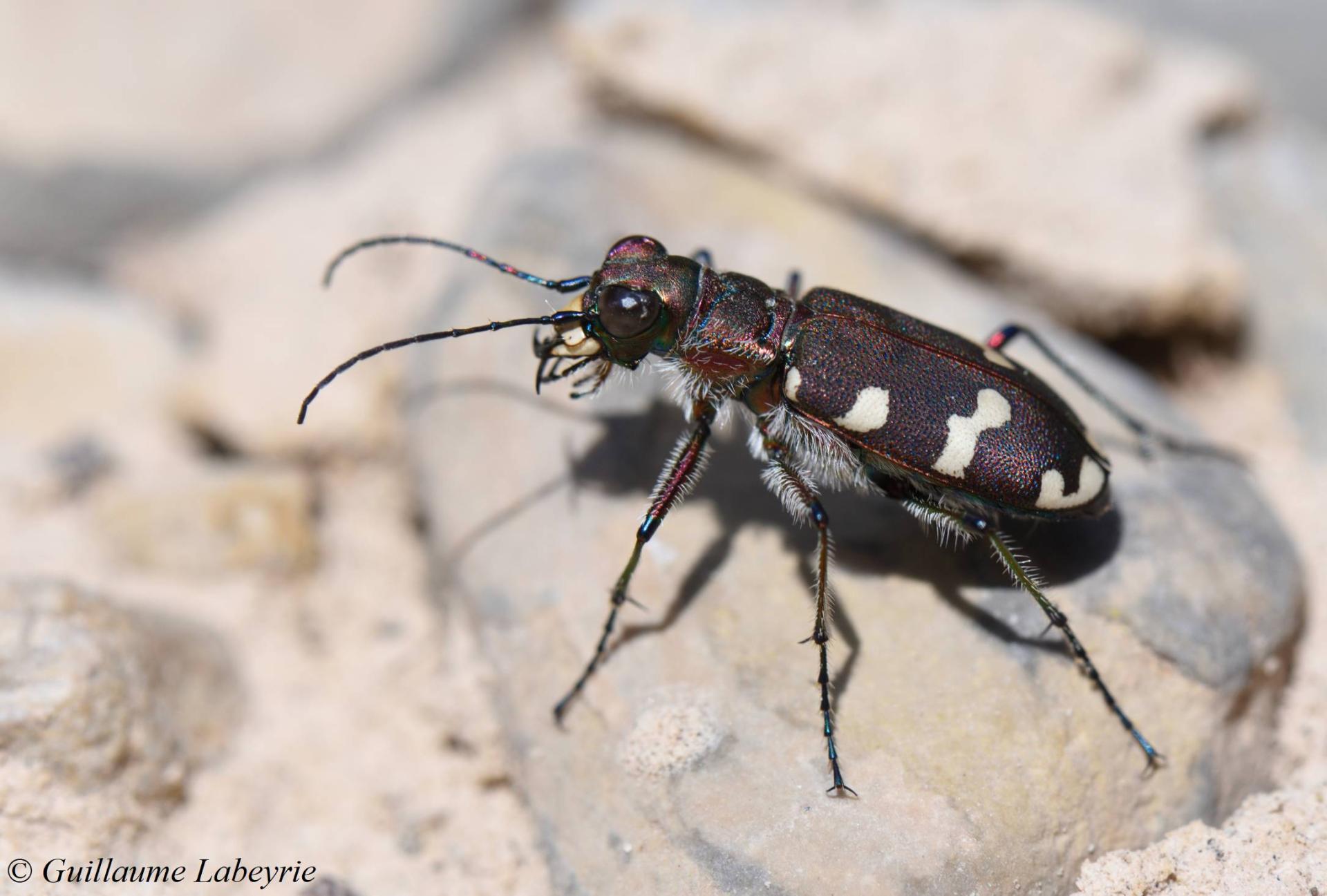 Cicindela hybrida transversalis