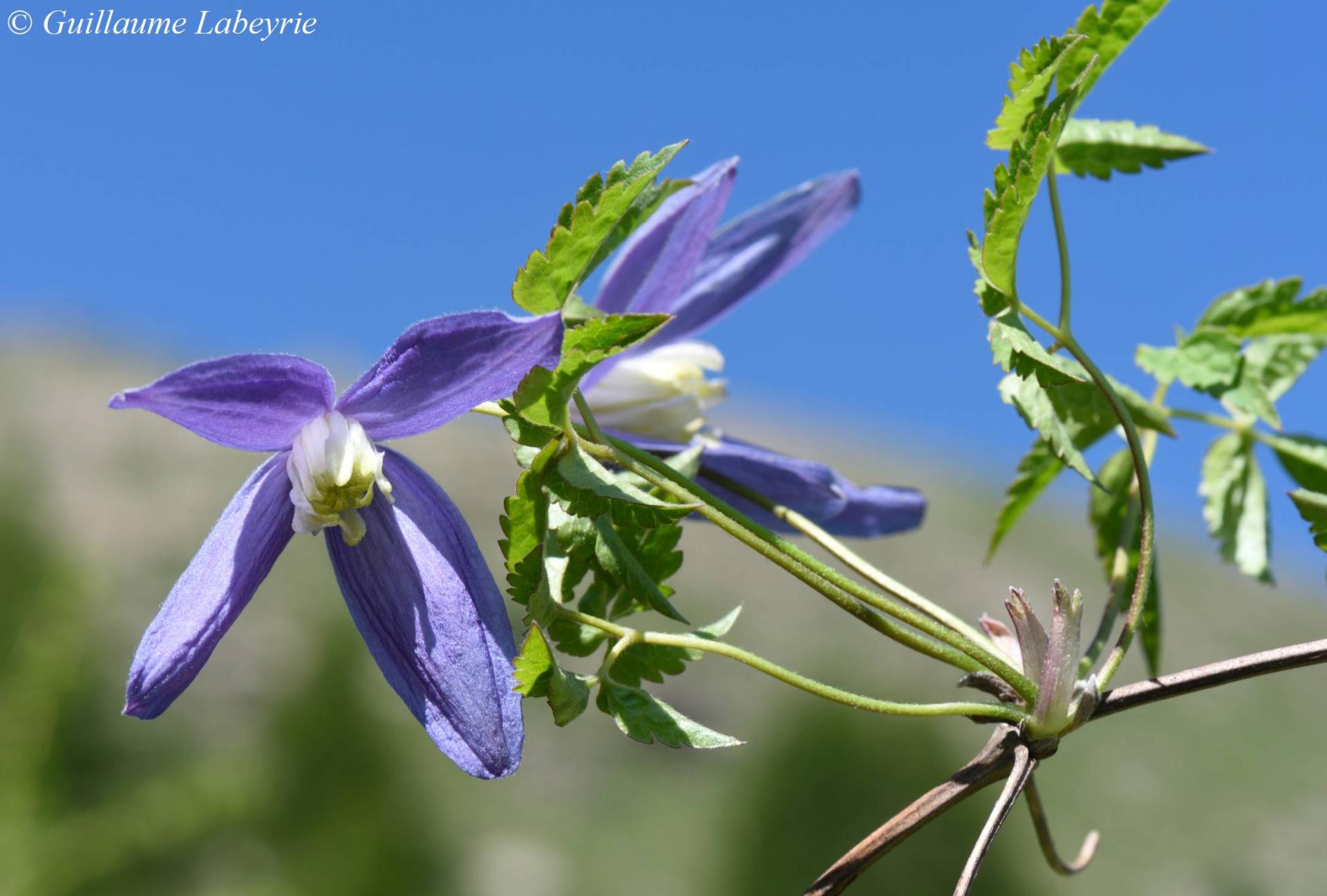 Clematis alpina