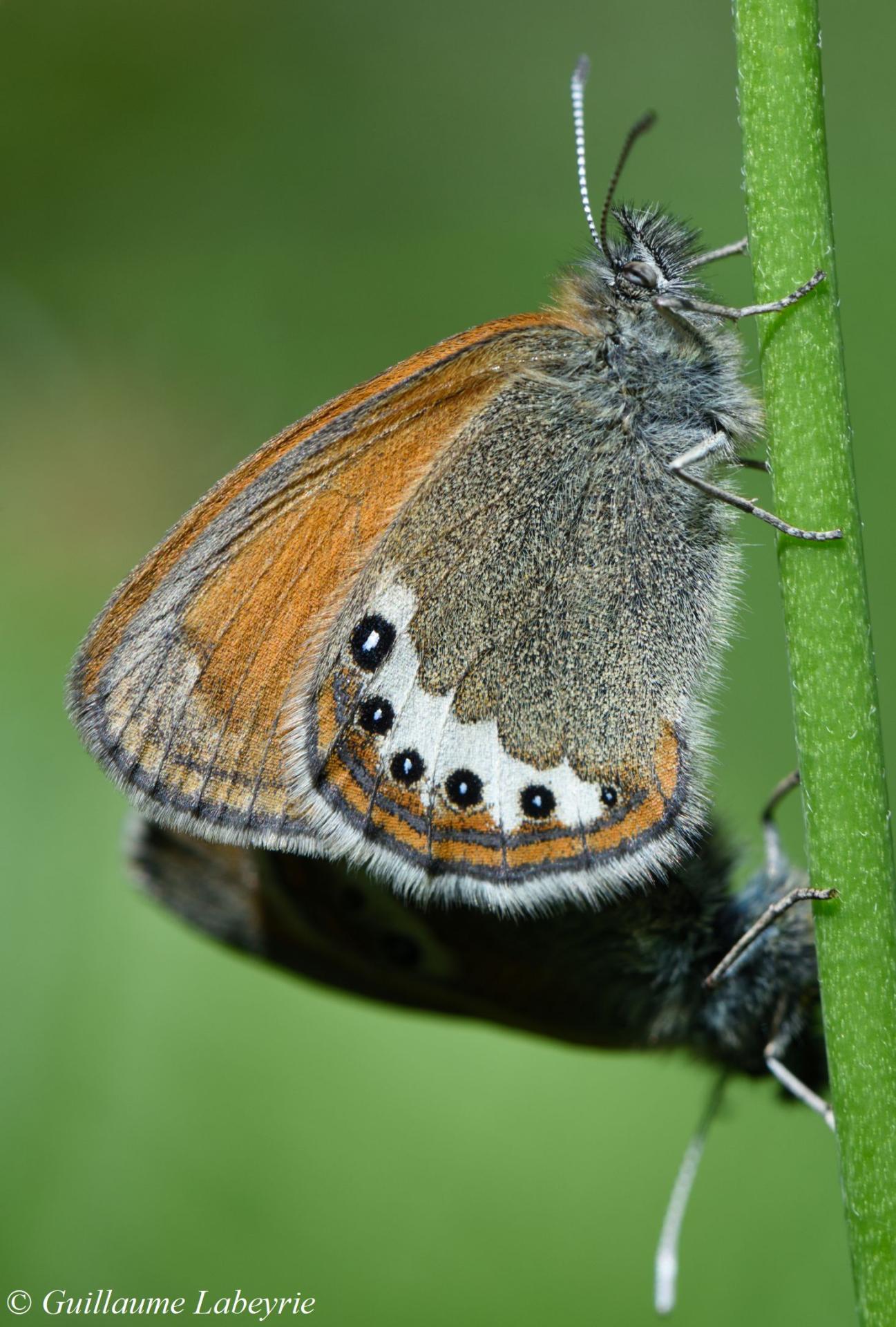 Coenonympha gardetta