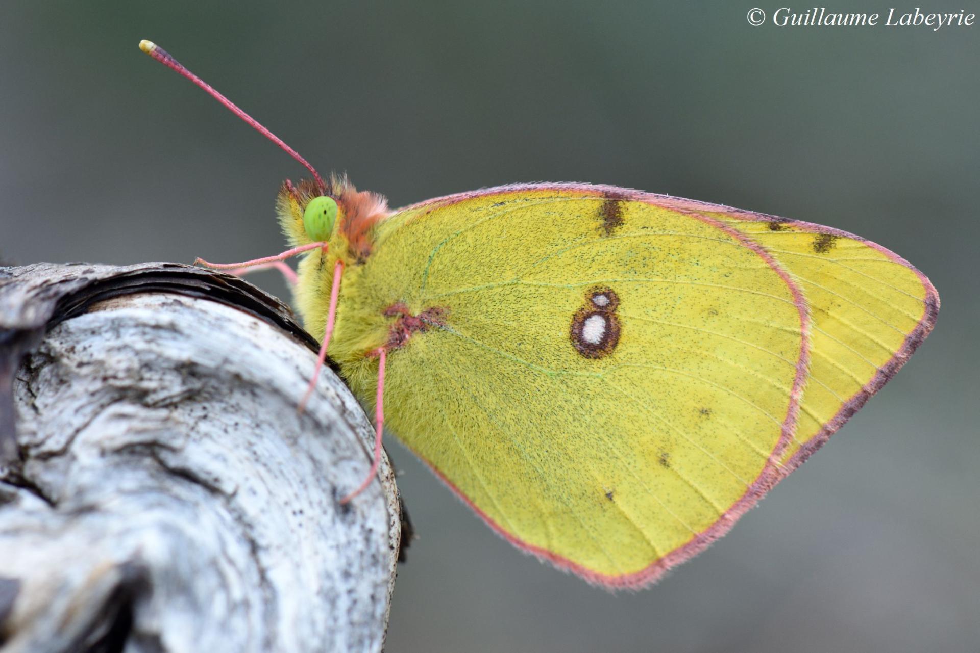 Colia alfacariensis