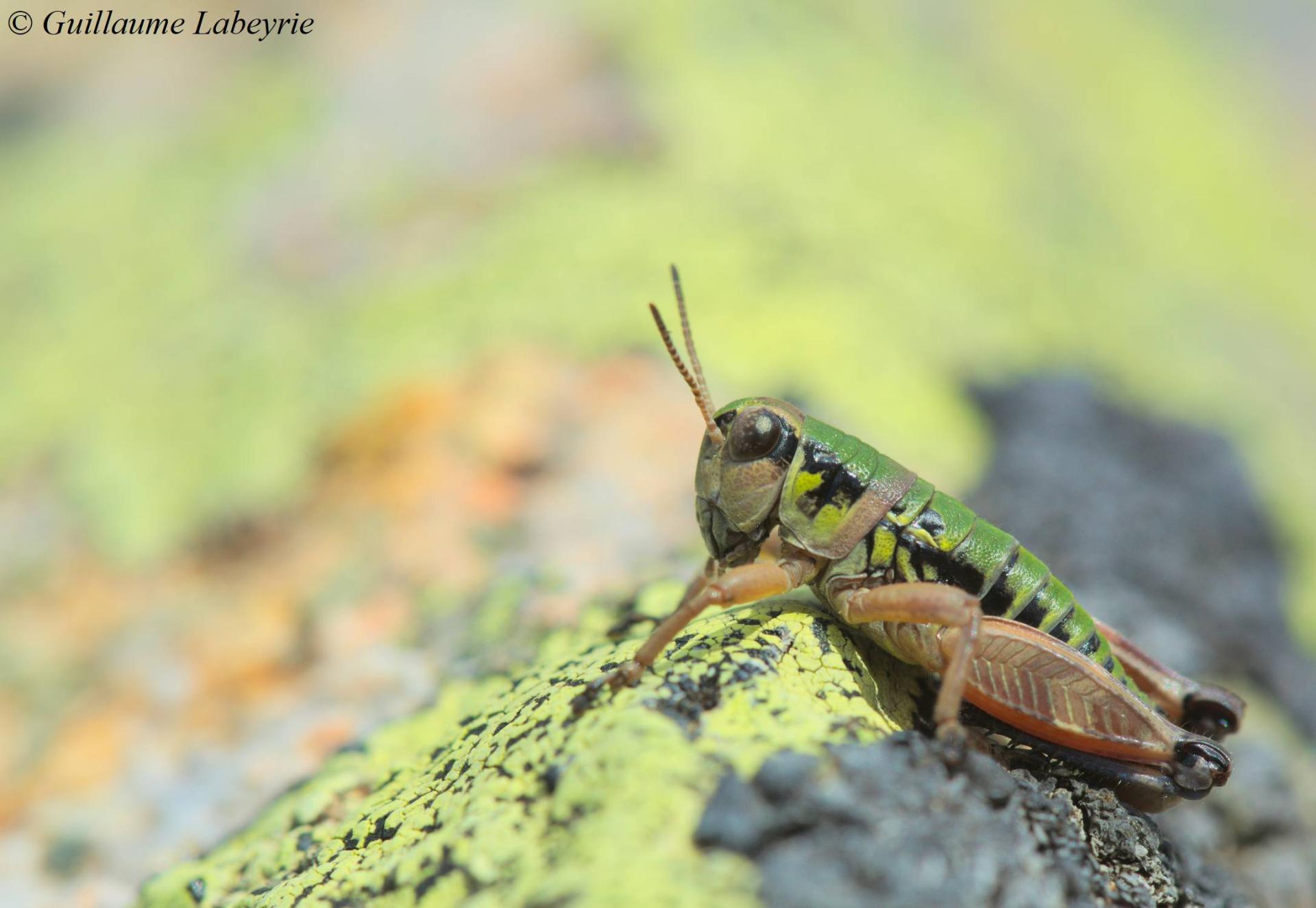 Cophopodisma pyrenaea