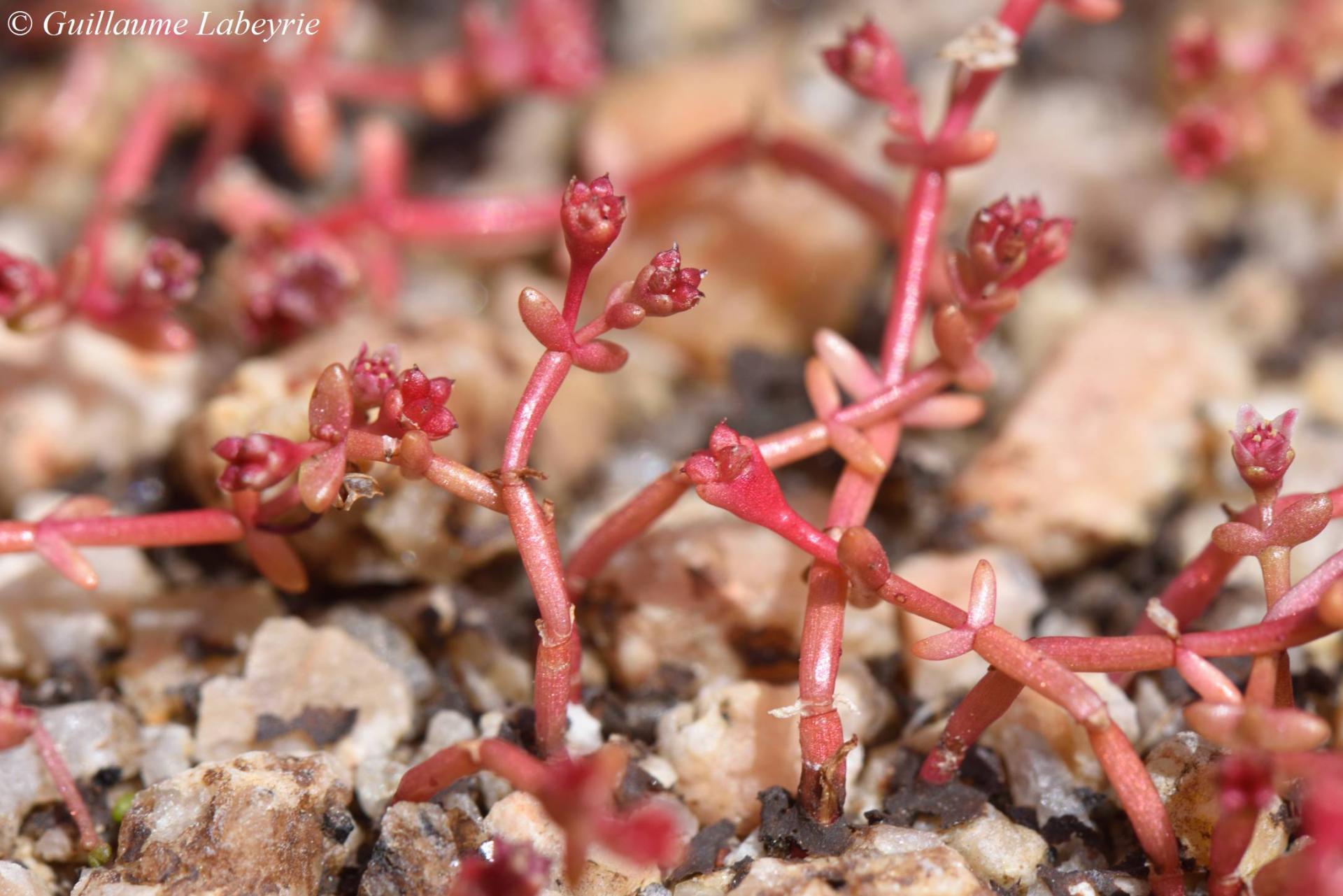 Crassula vaillantii