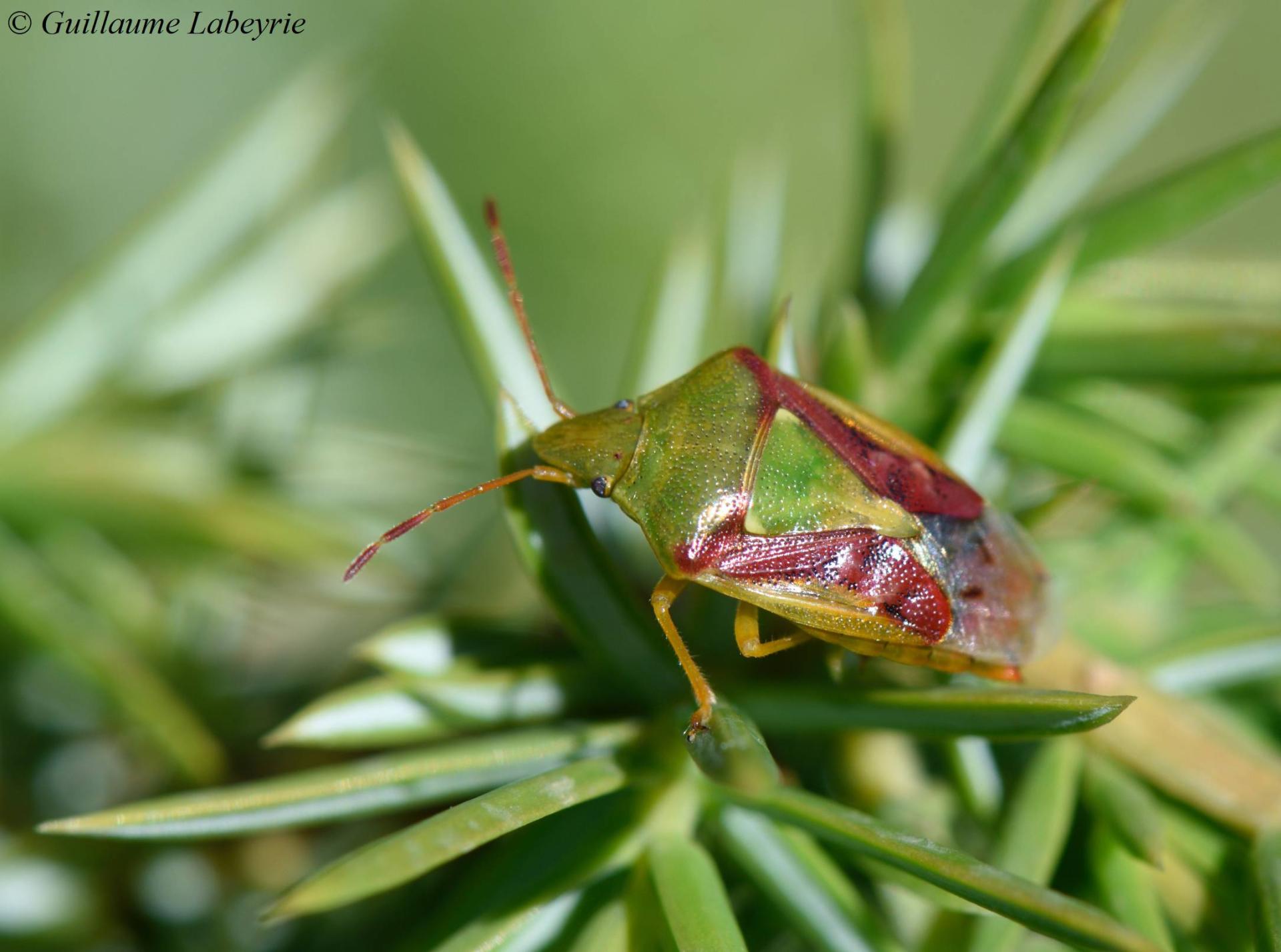 Cyphostethus tristriatus