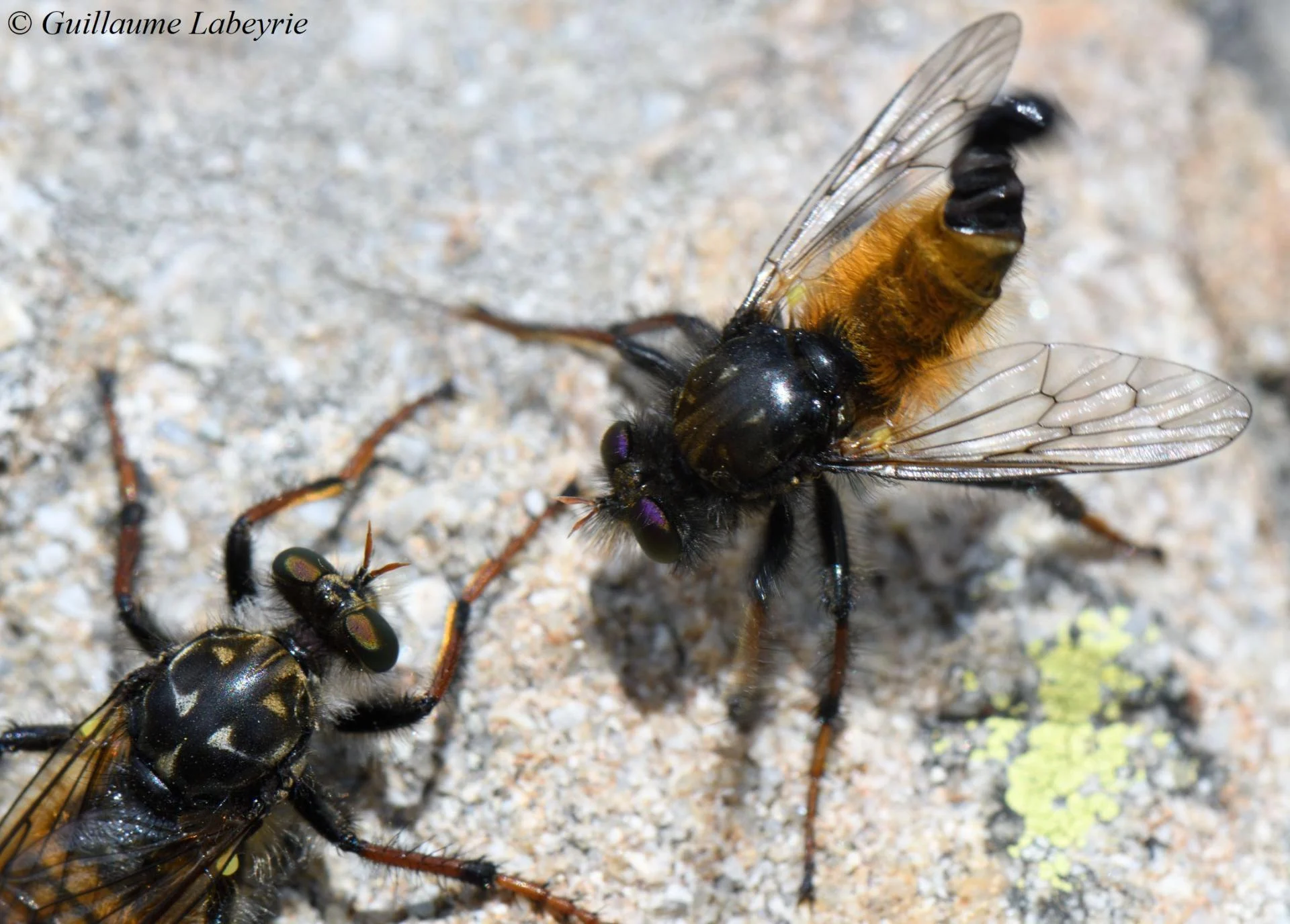 Cyrtopogon ruficornis