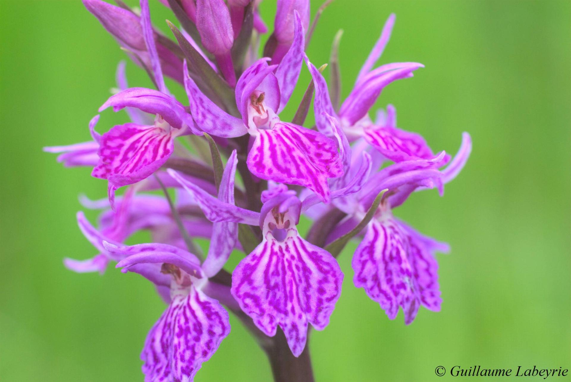 Dactylorhiza majalis alpestris