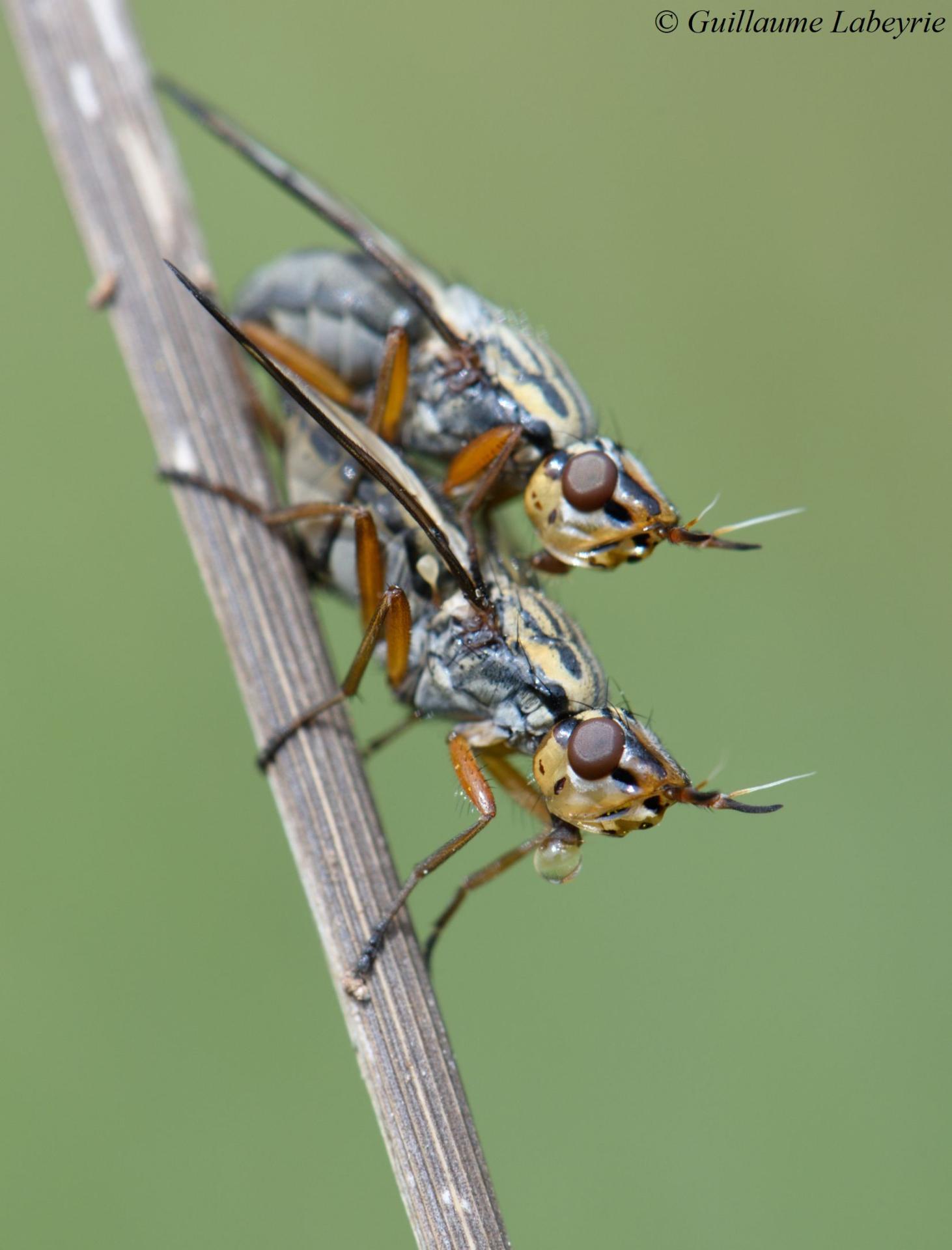 Dorycera grandis