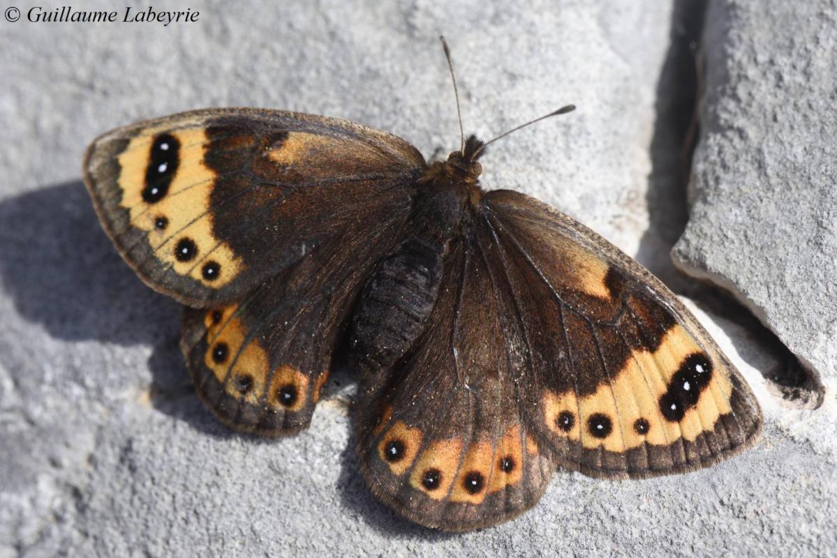 Erebia epystigne