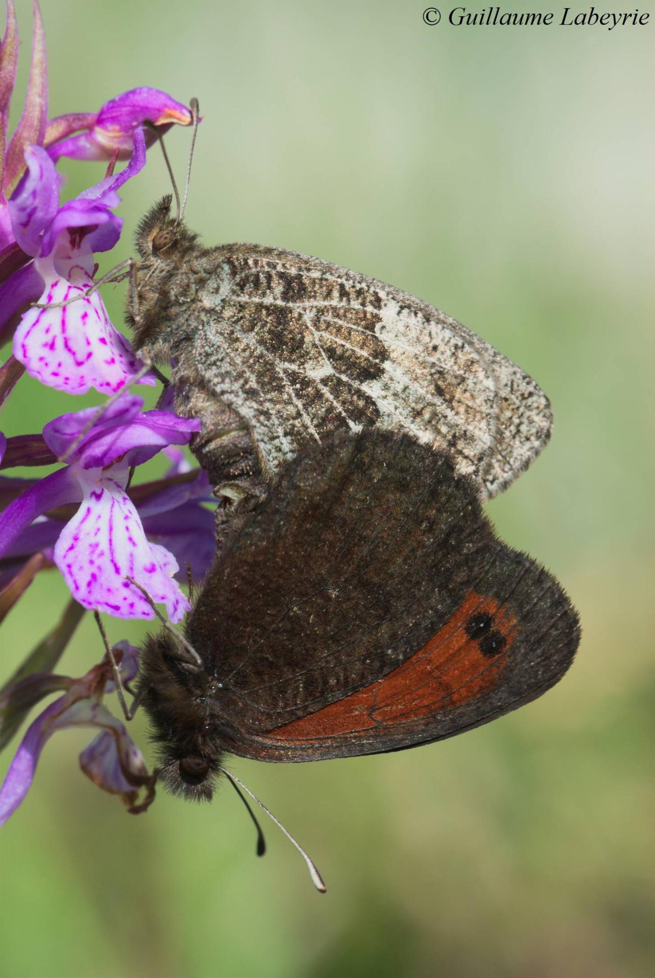 Erebia gorgone