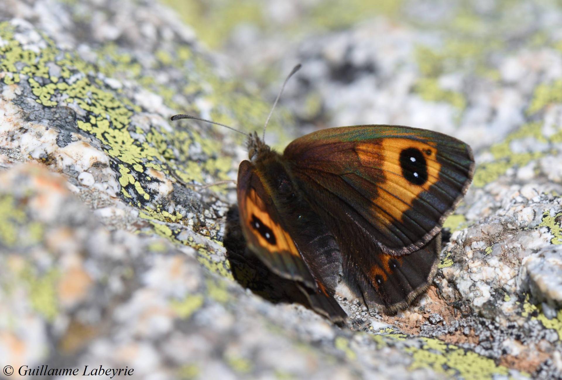 Erebia rondoui