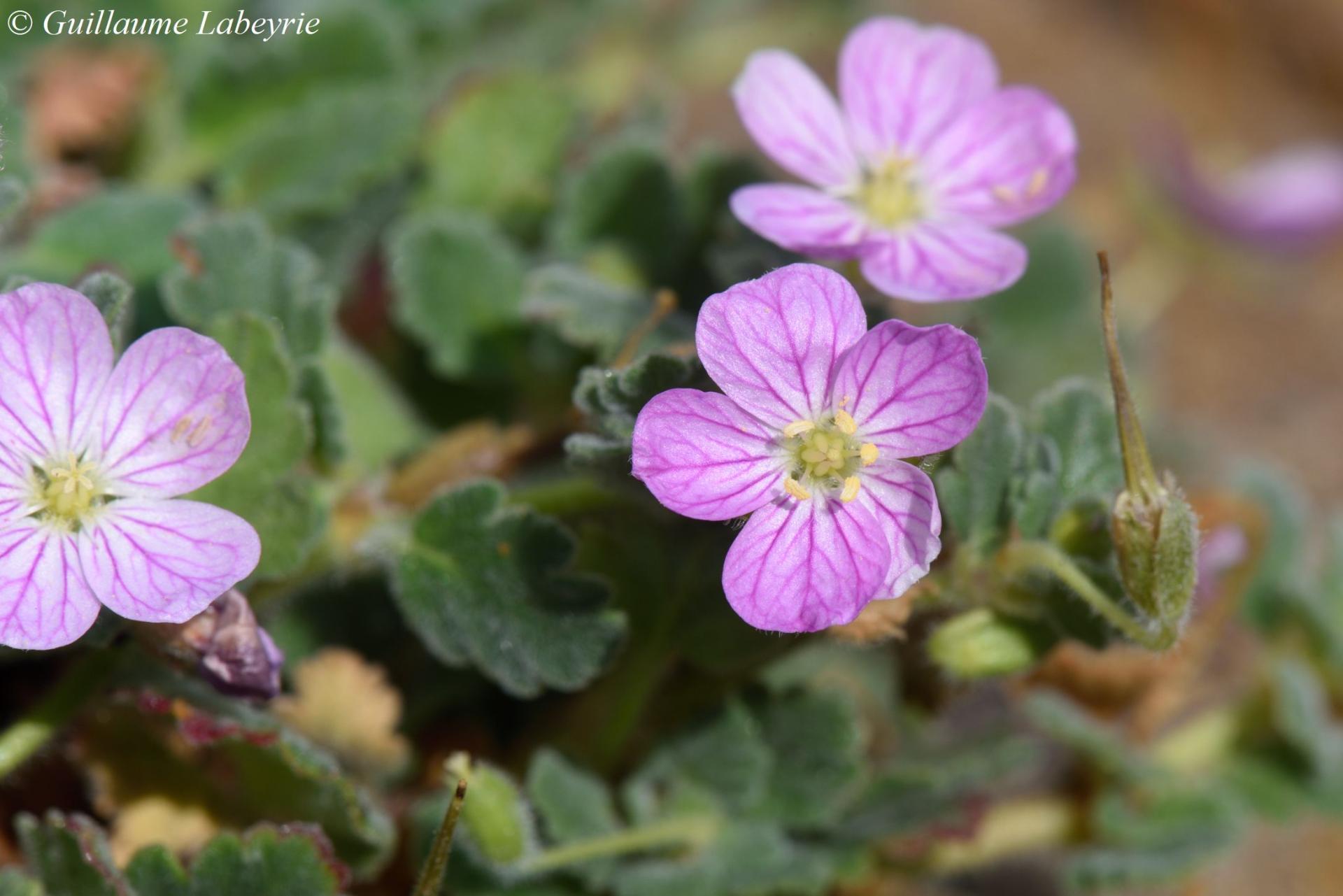 Erodium corsicum