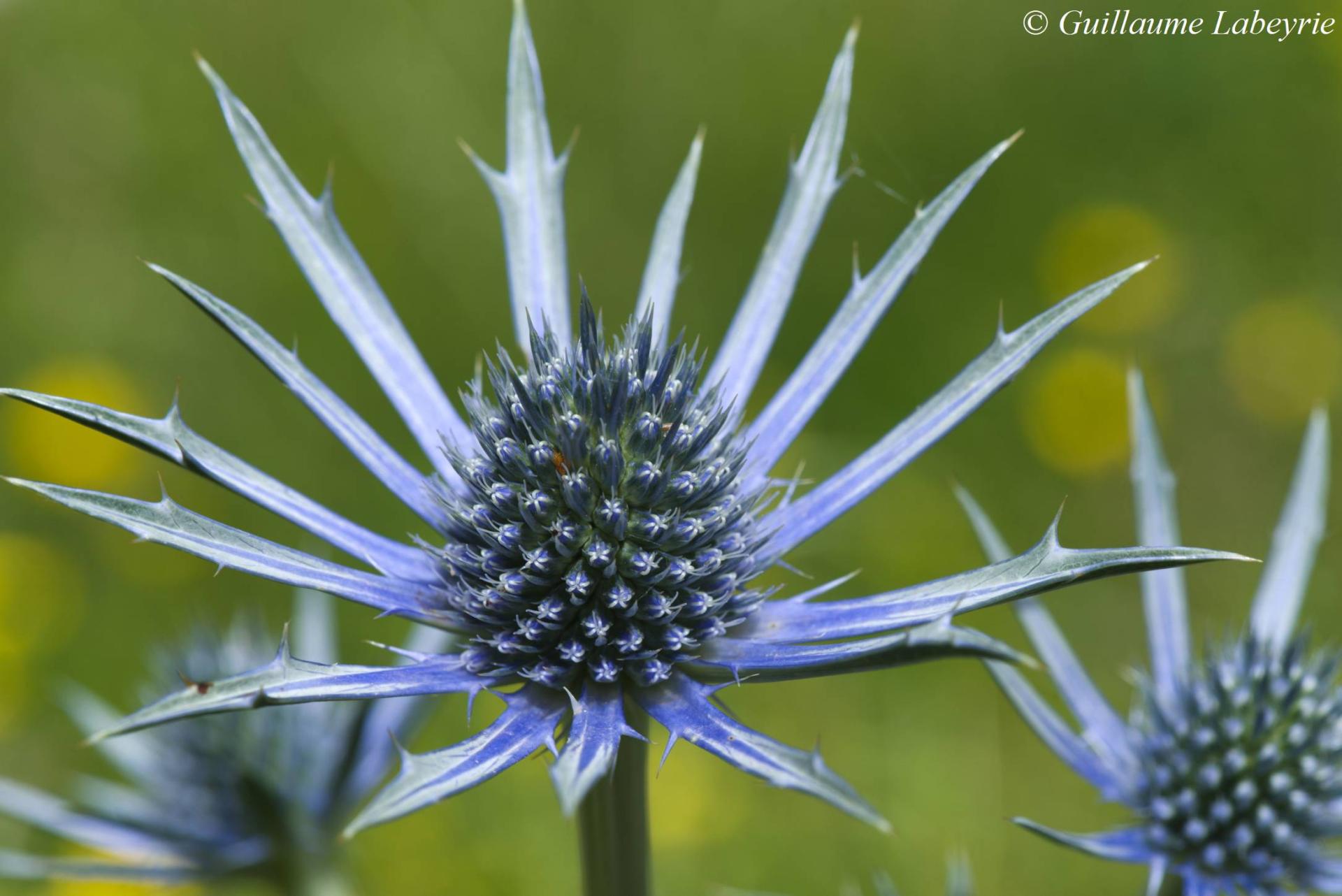 Eryngium bourgatii