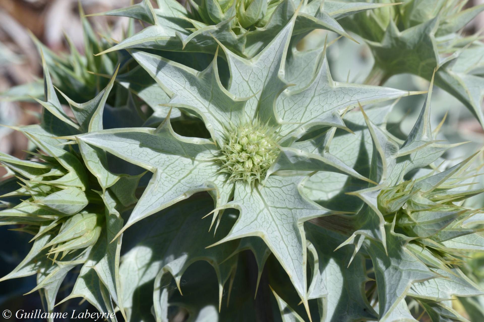 Eryngium maritimum