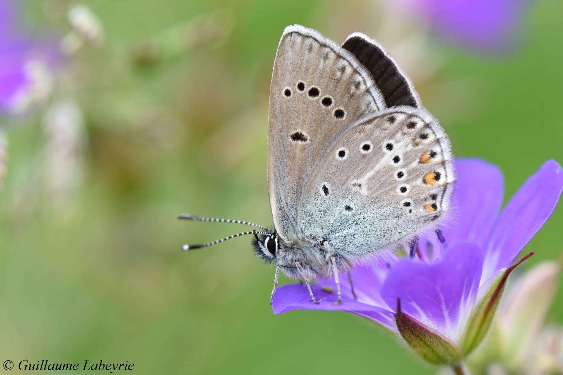 Eumedonia eumedon