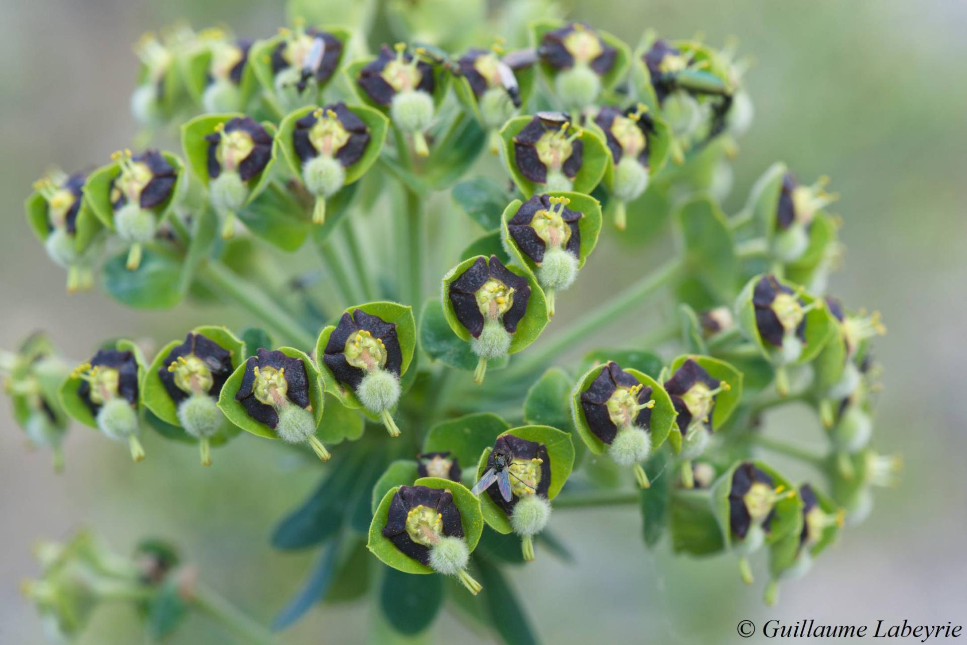 Euphorbia characias