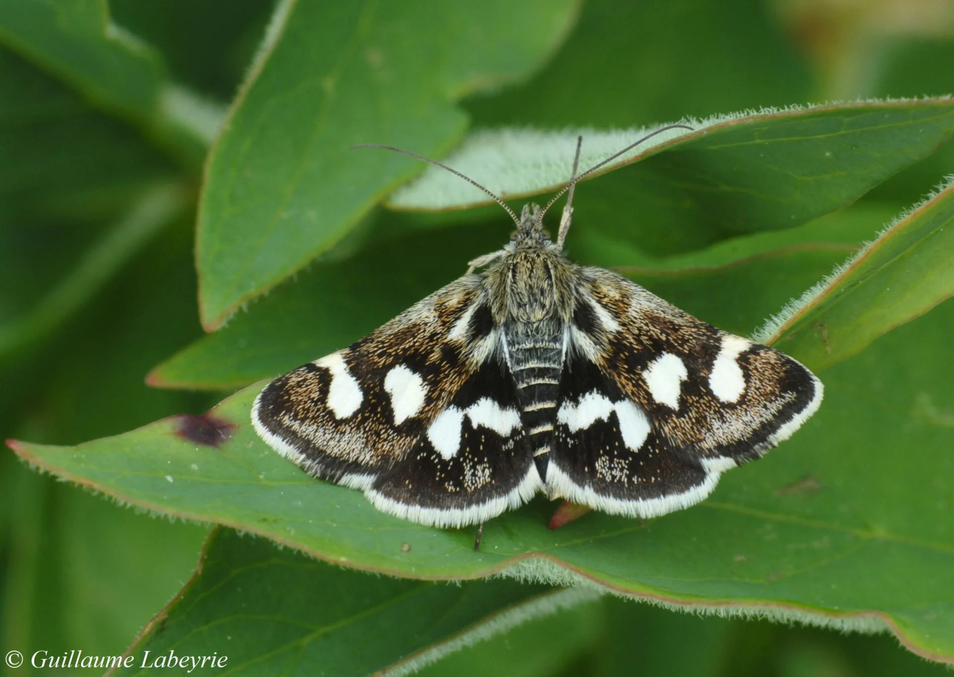 Eurrhypis pollinalis