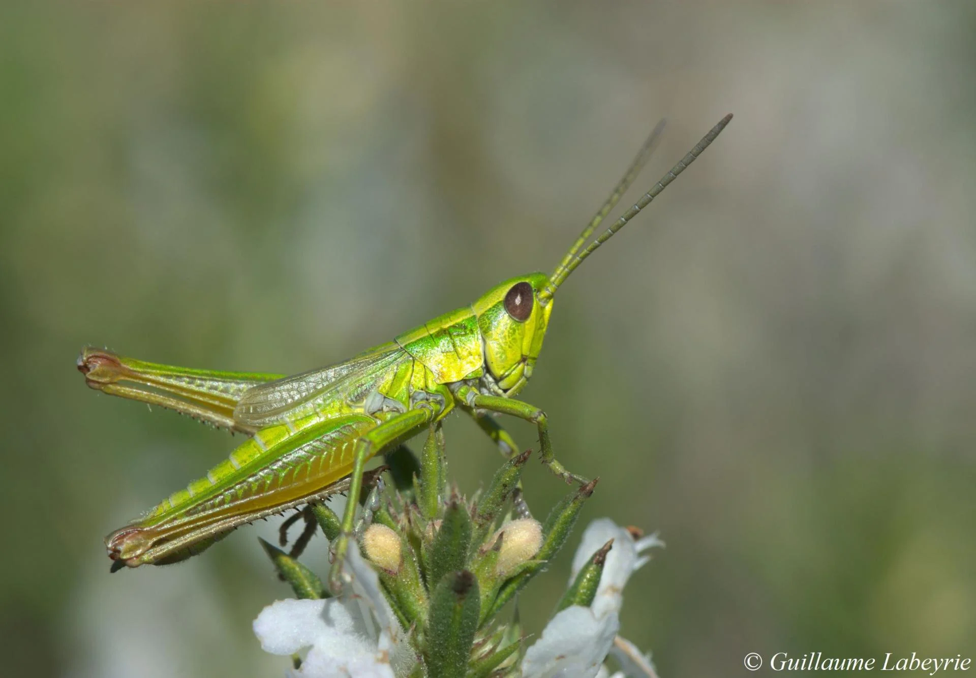 Euthystira brachyptera new 3 80