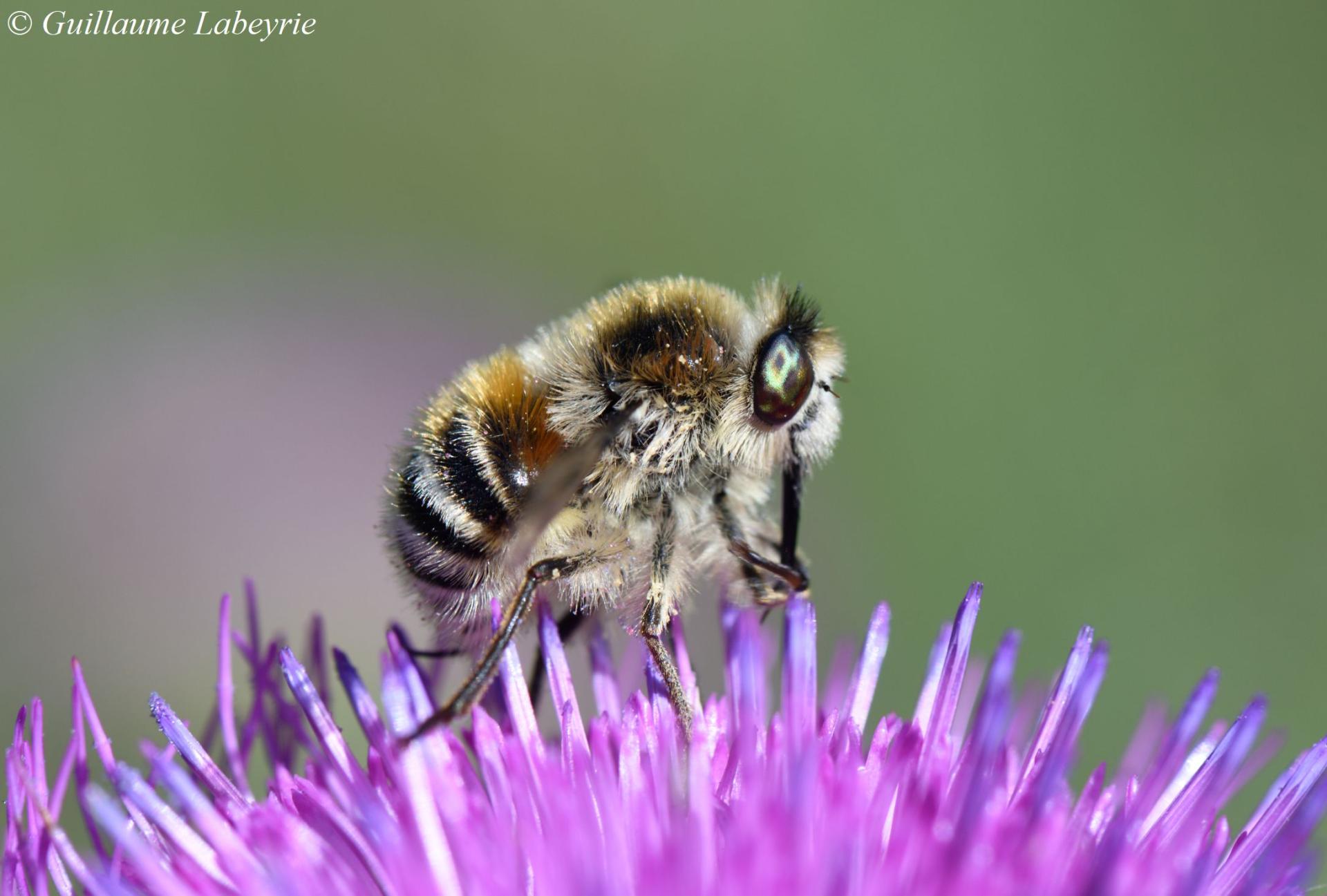 Fallenia fasciata